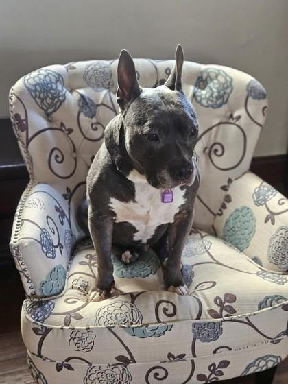 Blue, Adoptable, Adult Male Pit Bull Terrier & Mixed Breed.