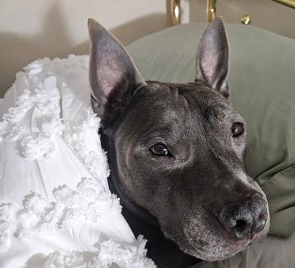 Enlarge Blue, a Adoptable mixed breed in Cleveland, OH image 2/3