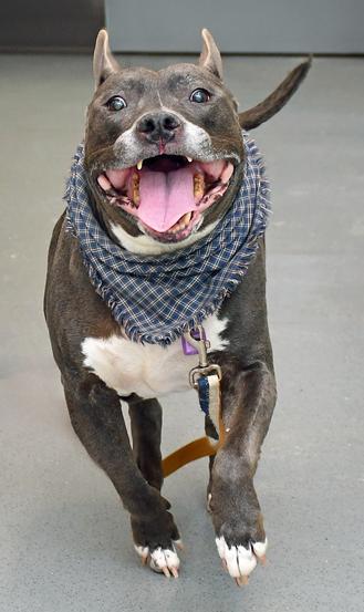 Enlarge Blue, a Adoptable mixed breed in Cleveland, OH image 3/3