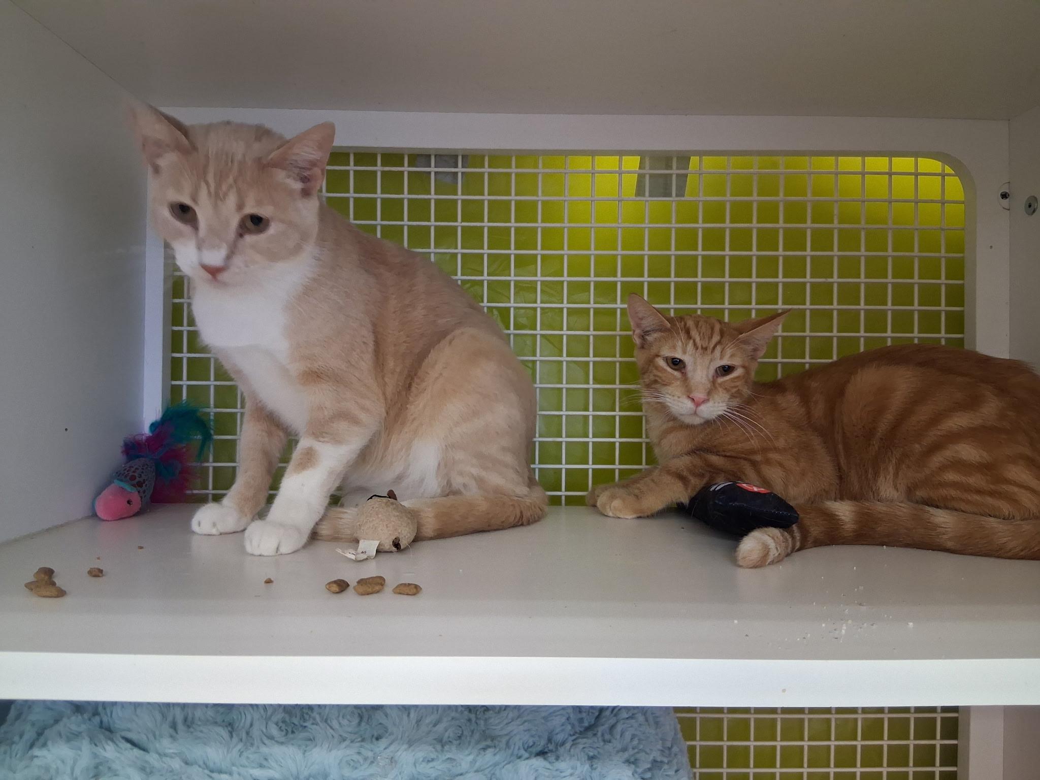 Gingerbread and Cheddar Cheese, adoptable, Kitten Male Domestic Short Hair.
