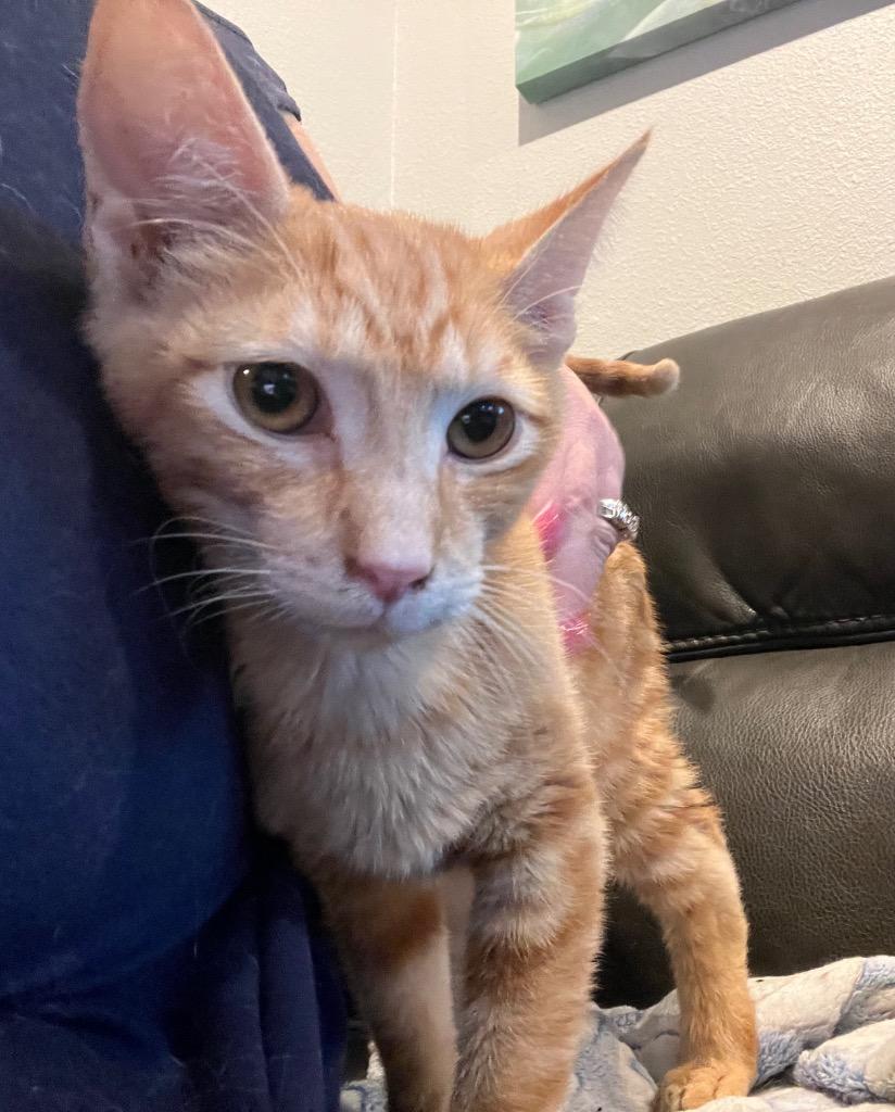 Enlarge Gingerbread and Cheddar Cheese, an adoptable Domestic Short Hair in Clackamas, OR image 2/2