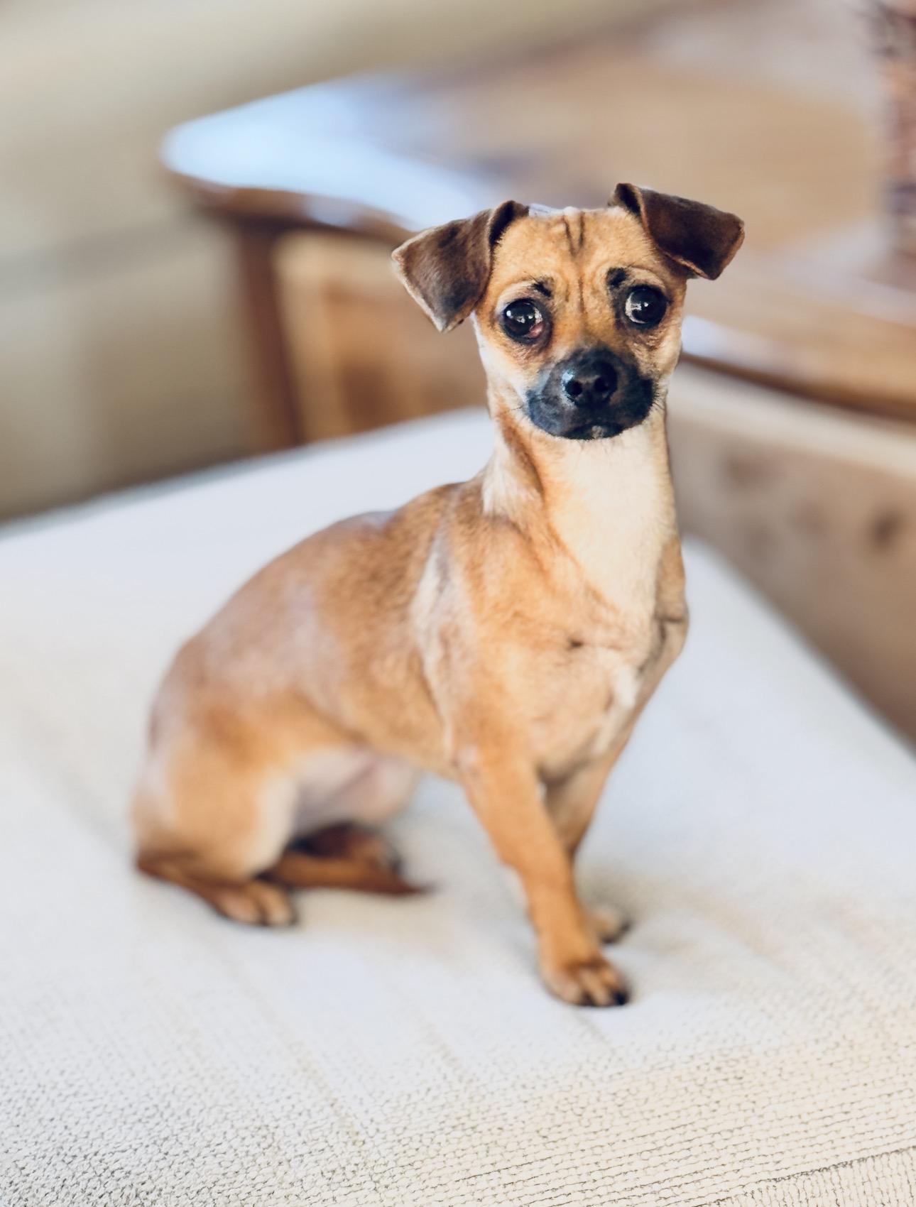 Enlarge Gingerbread, a Adoptable mixed breed in SYLVANIA, GA image 6/6