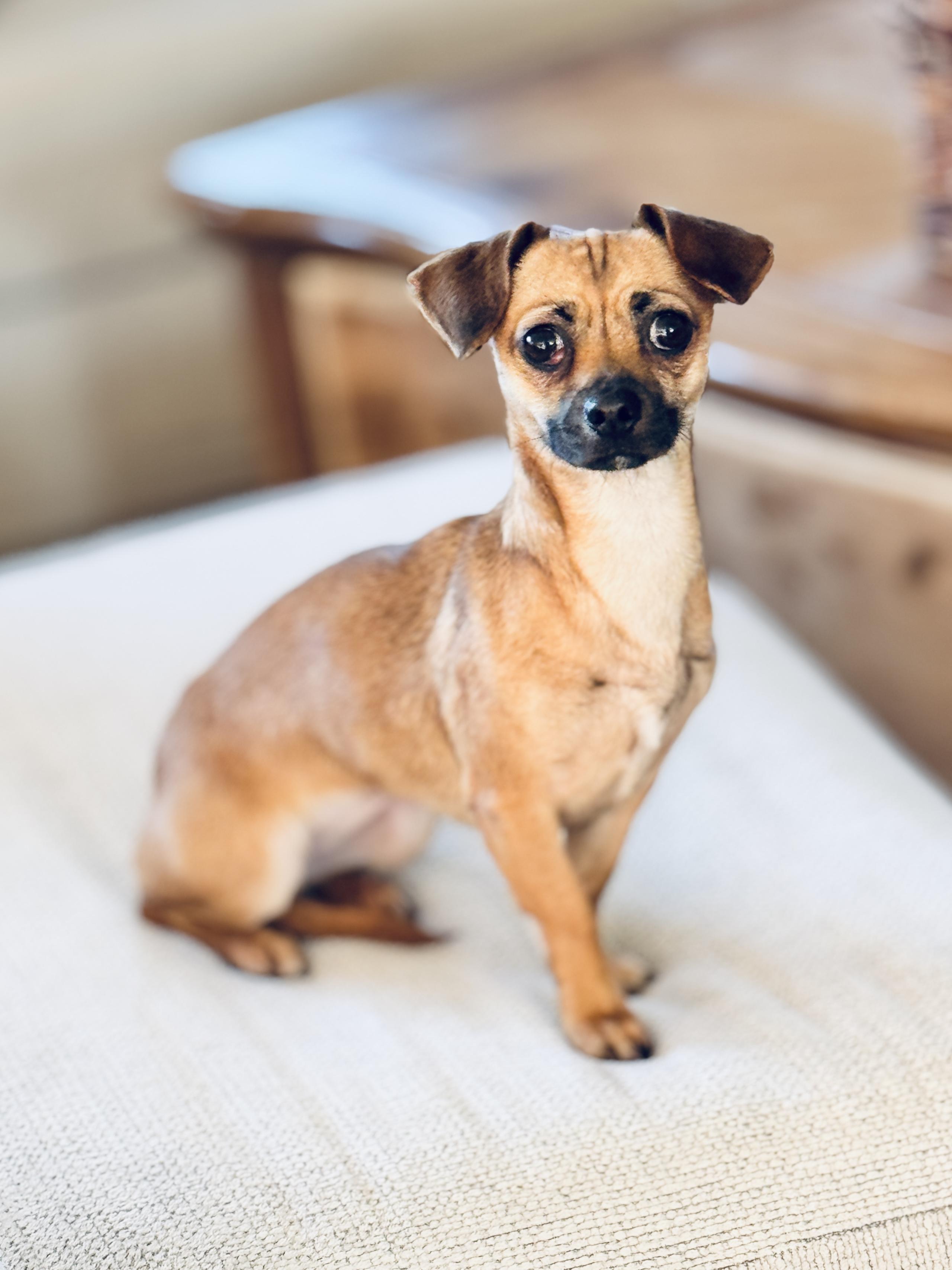 Enlarge Gingerbread, a Adoptable mixed breed in SYLVANIA, GA image 2/6