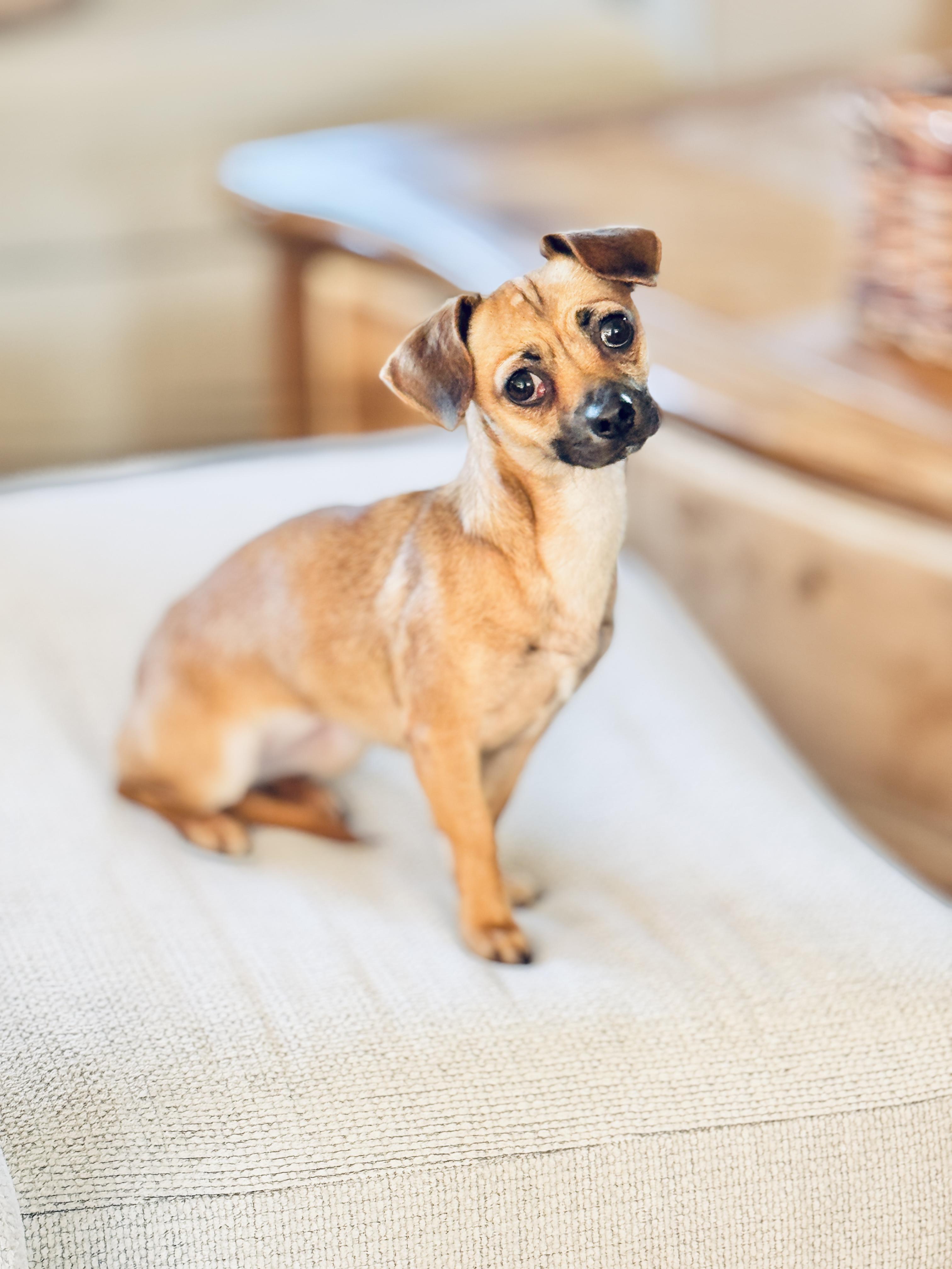 Enlarge Gingerbread, a Adoptable mixed breed in SYLVANIA, GA image 4/6