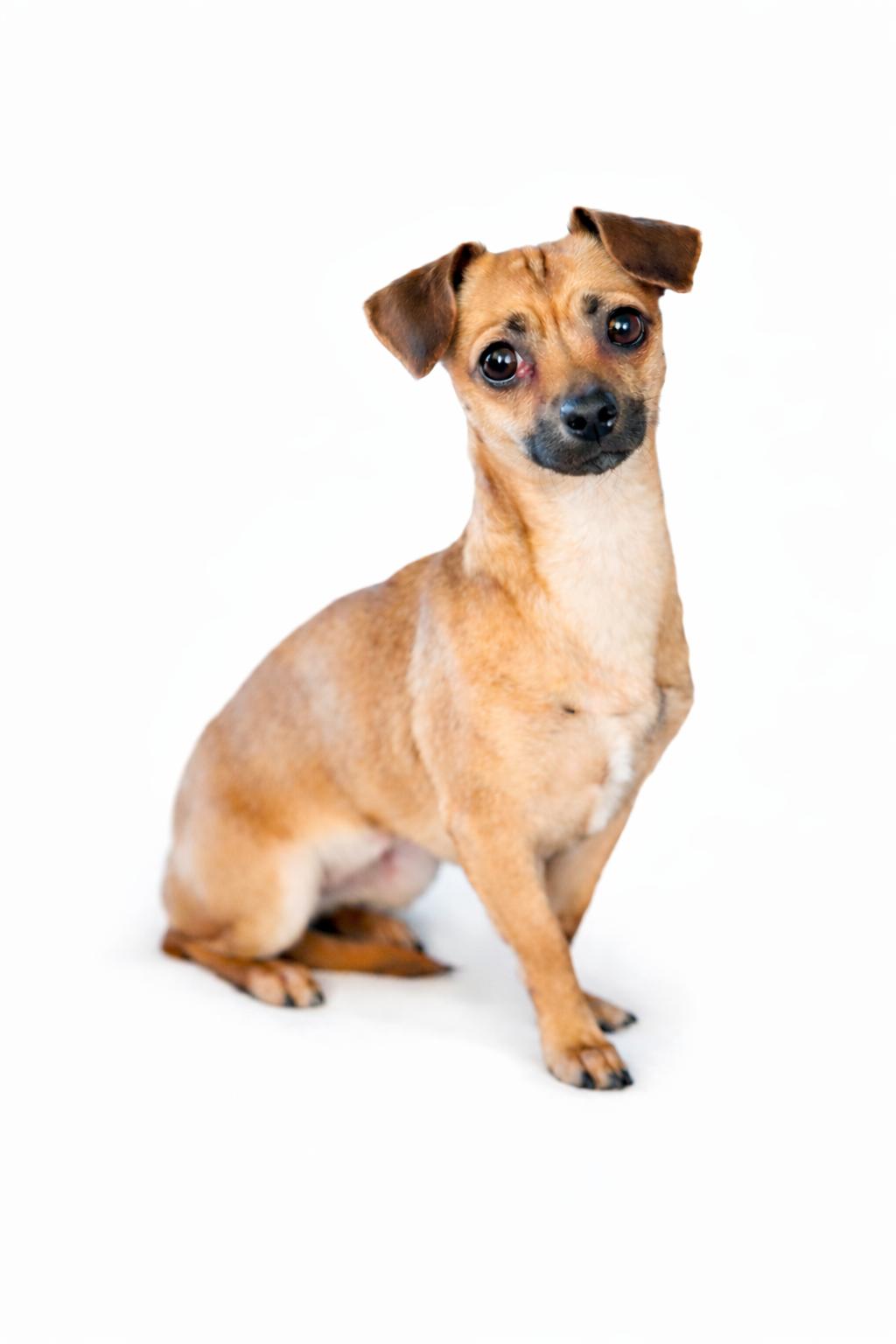 Enlarge Gingerbread, a Adoptable mixed breed in SYLVANIA, GA image 1/6