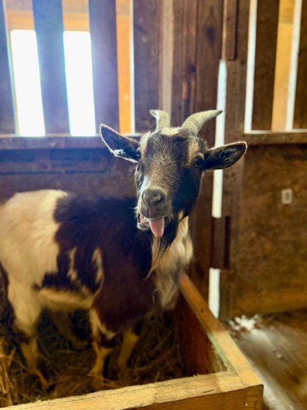 Enlarge Baby, an adoption pending Nigerian Dwarf in Ravenna, OH image 1/2