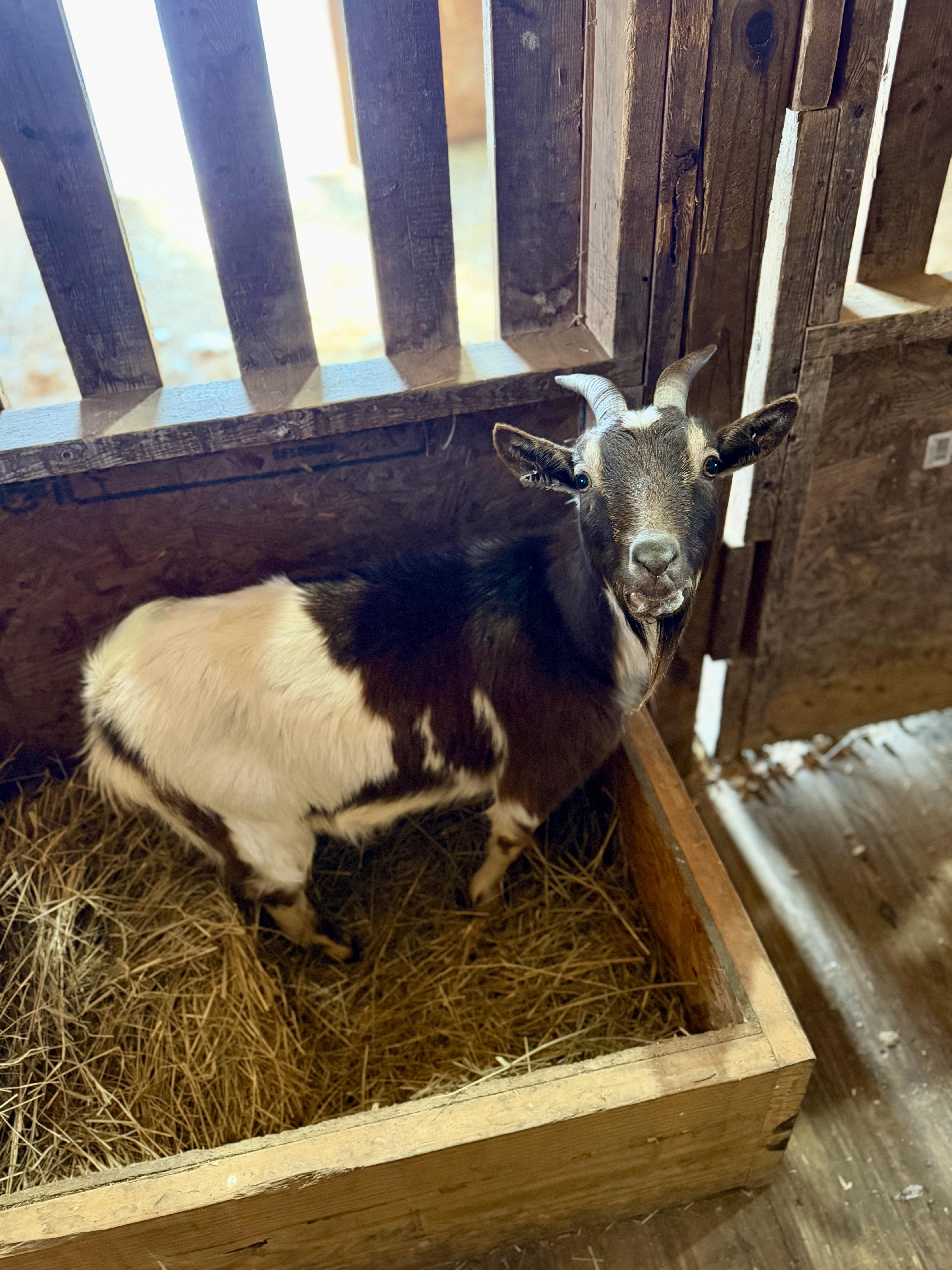 Enlarge Baby, an adoption pending Nigerian Dwarf in Ravenna, OH image 2/2