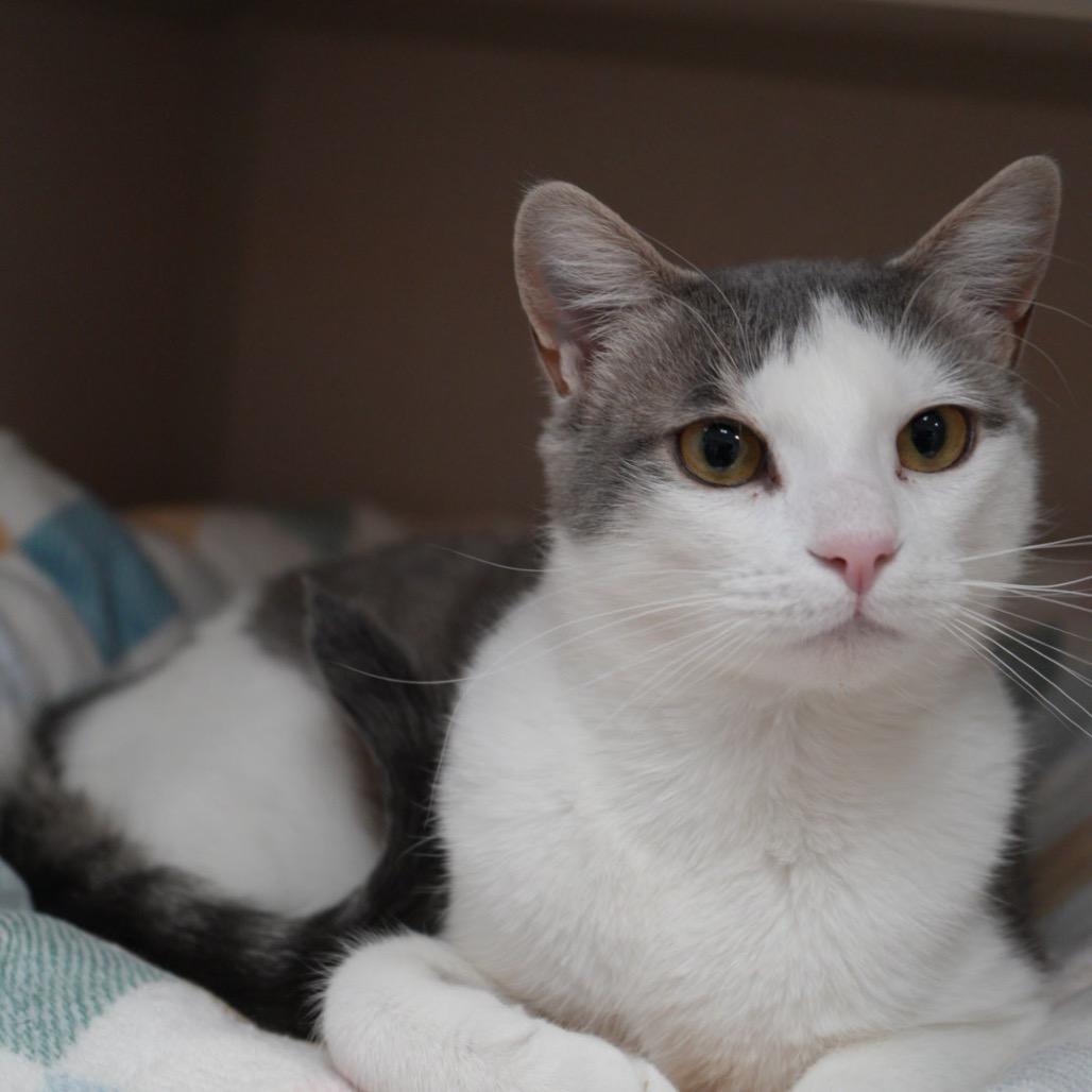 Enlarge Kerouac, a Adoptable Domestic Short Hair in Pagosa Springs, CO image 2/4