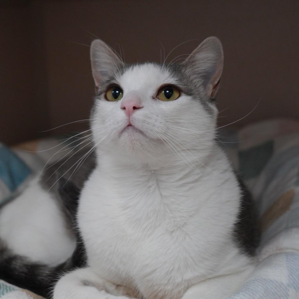Enlarge Kerouac, a Adoptable Domestic Short Hair in Pagosa Springs, CO image 3/4