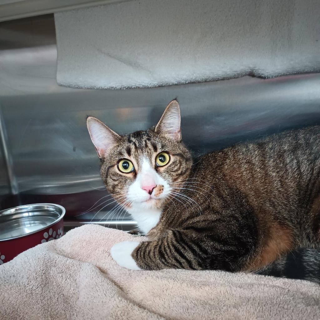 Samson, Adoptable, Adult Male Domestic Short Hair.