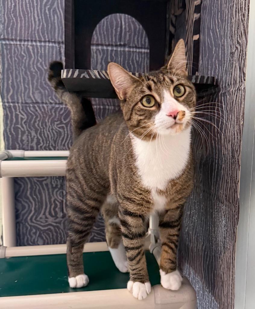 Samson, a Adoptable mixed breed in Hyde Park, NY image 2/3