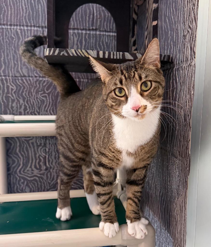 Samson, a Adoptable mixed breed in Hyde Park, NY image 3/3