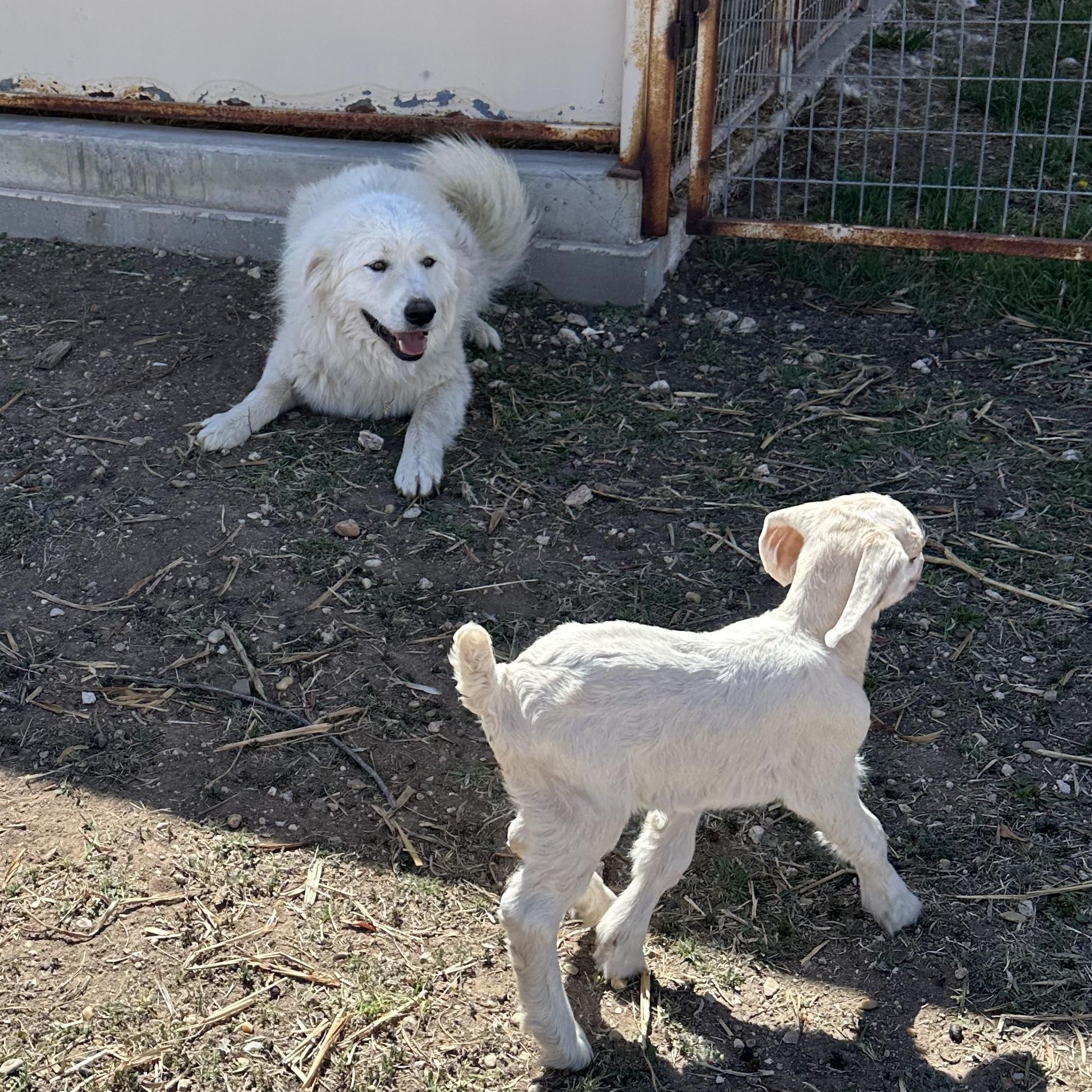 Enlarge Lucky, a Adopted Great Pyrenees in San Angelo, TX image 1/2