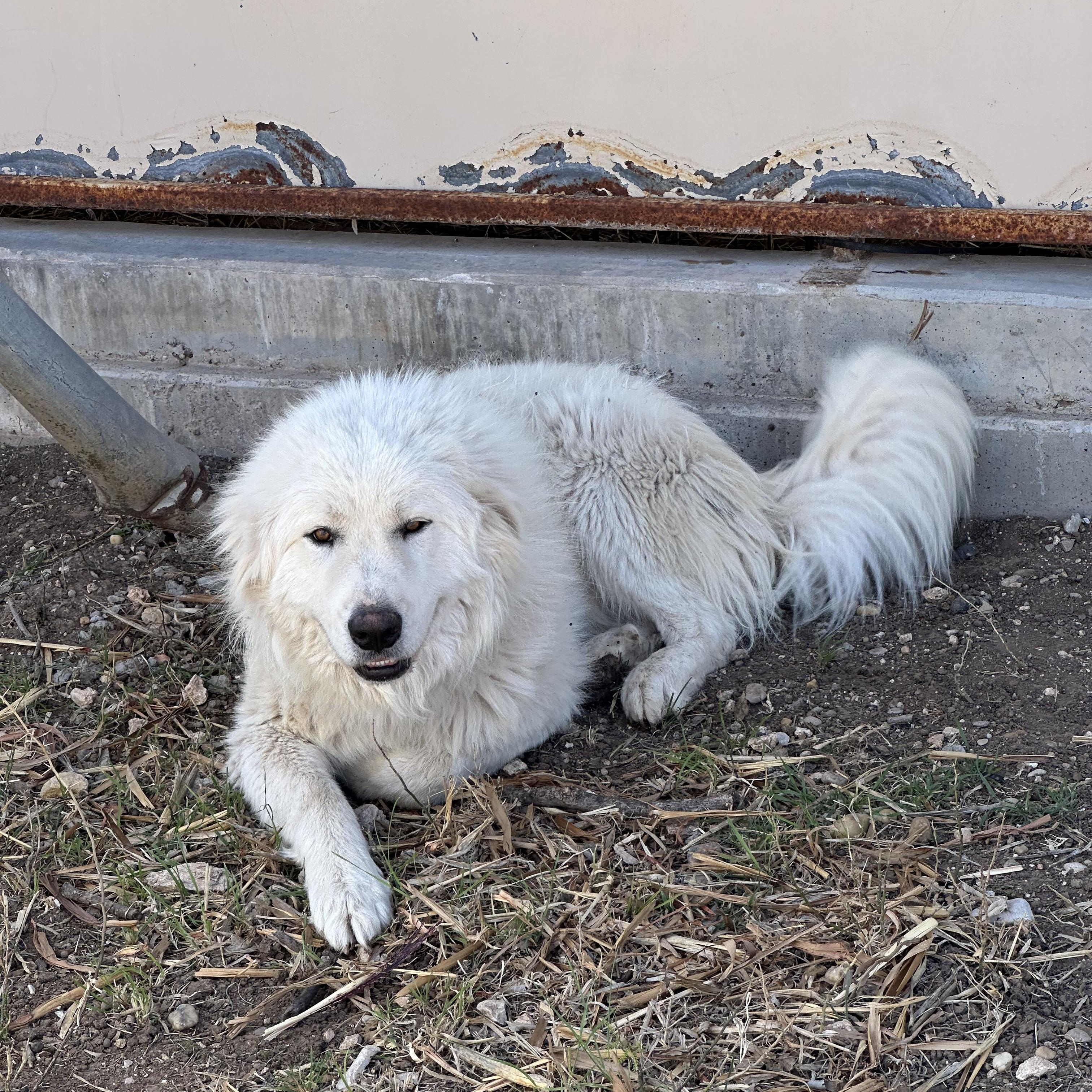 Enlarge Lucky, a Adopted Great Pyrenees in San Angelo, TX image 2/2