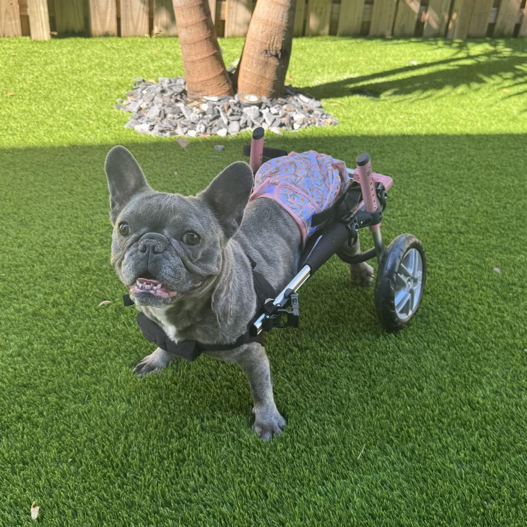 Ursula Pink thumbnail 2