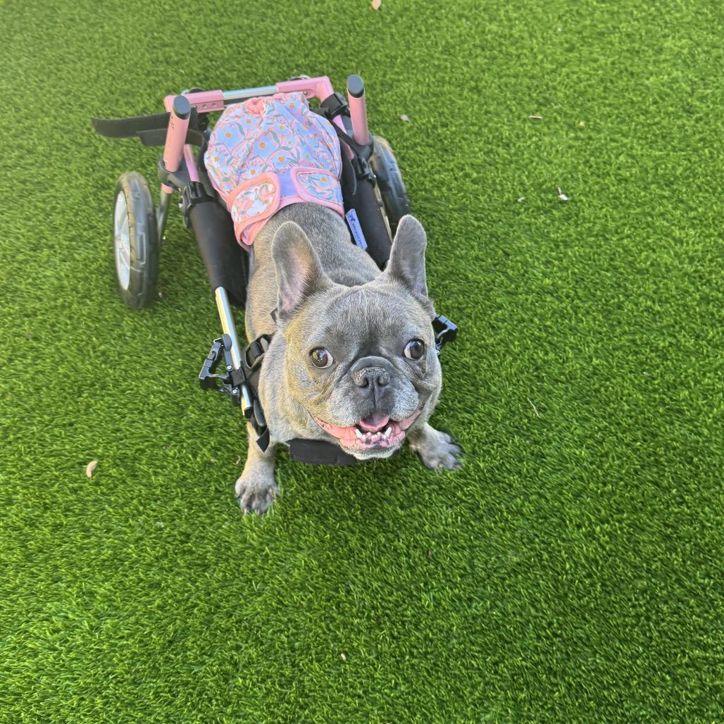 Ursula Pink thumbnail 4