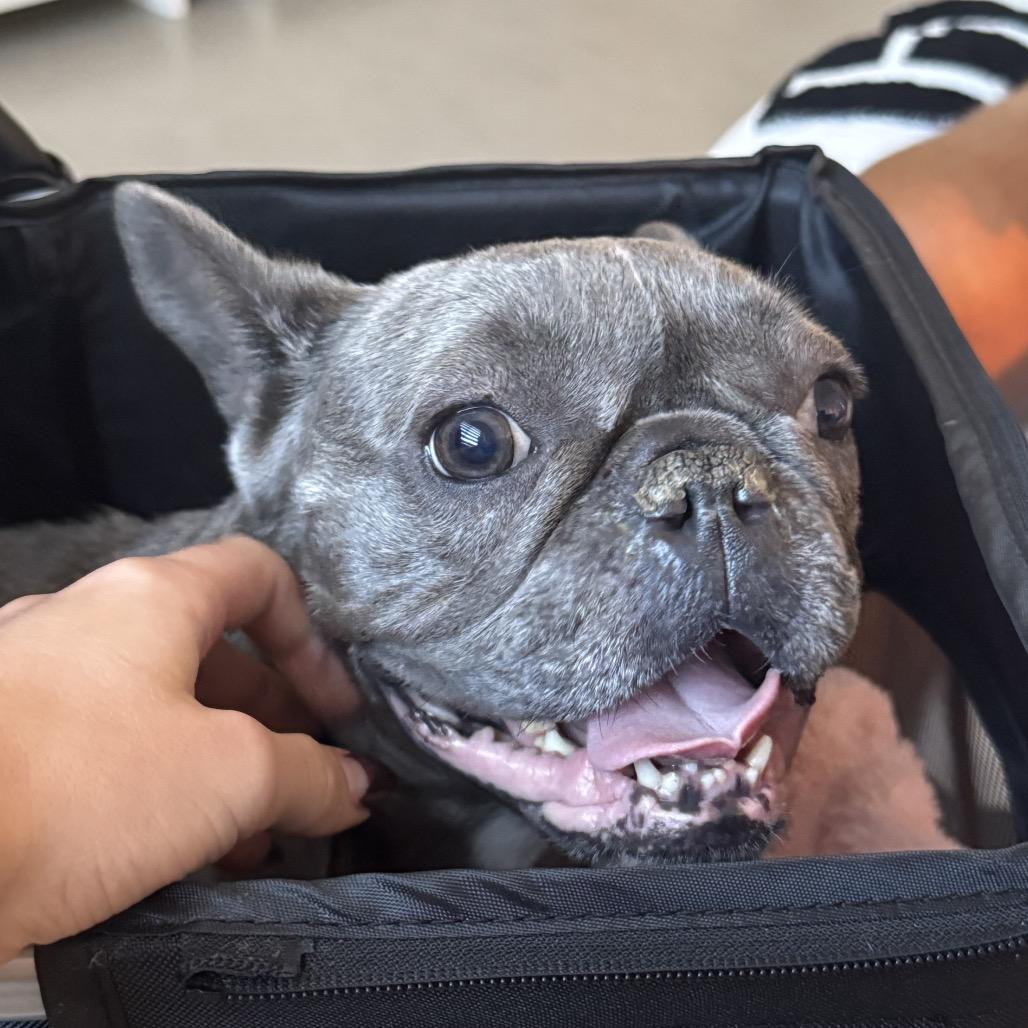 Ursula Pink thumbnail 6