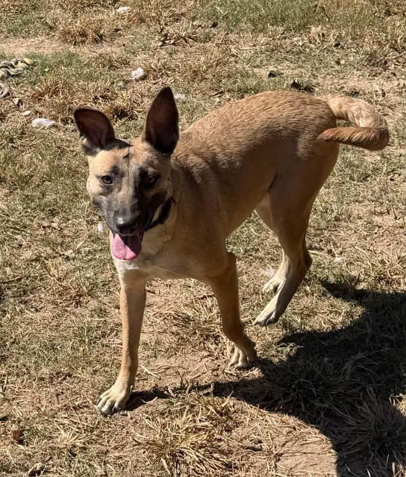 Enlarge Fawn, a Adoptable mixed breed in Fairfax, VA image 5/6