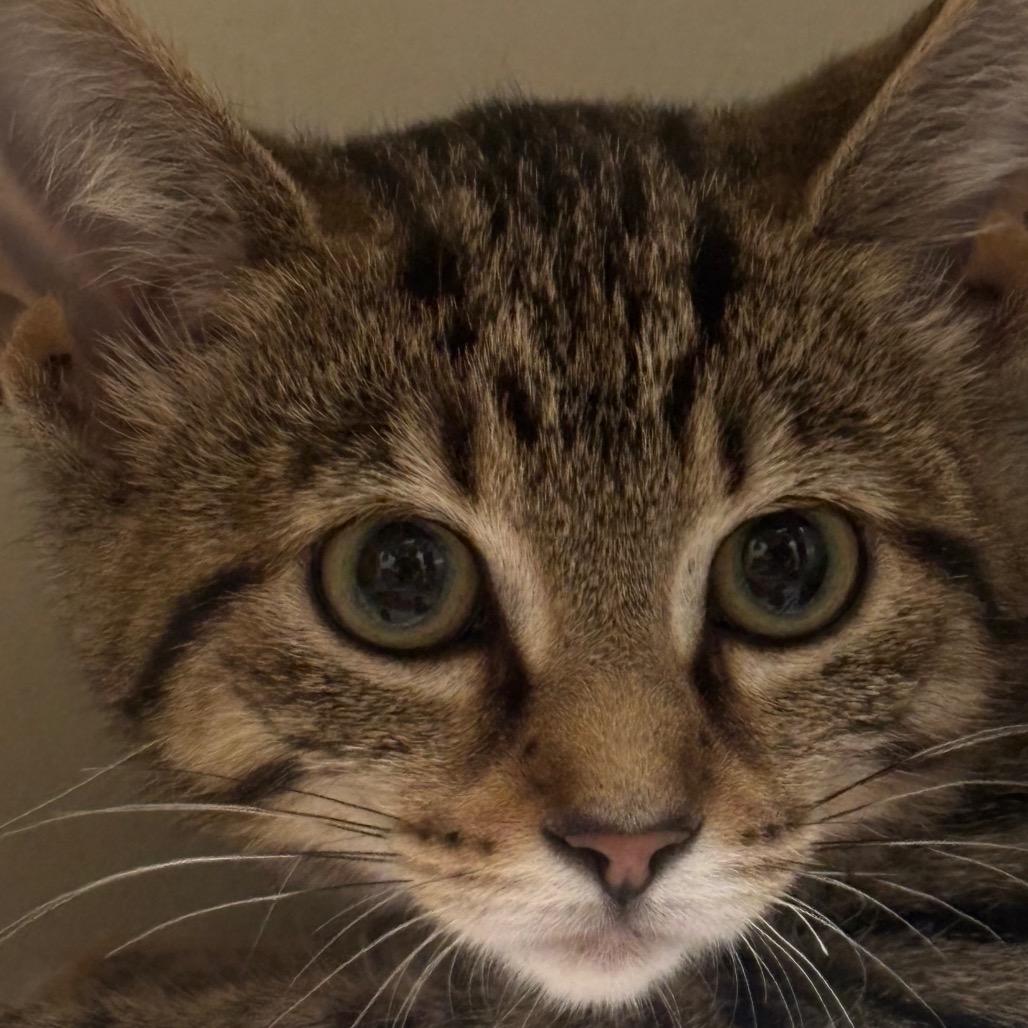 Guinevere 82C25, Adoptable, Young Female Domestic Short Hair & Domestic Short Hair.