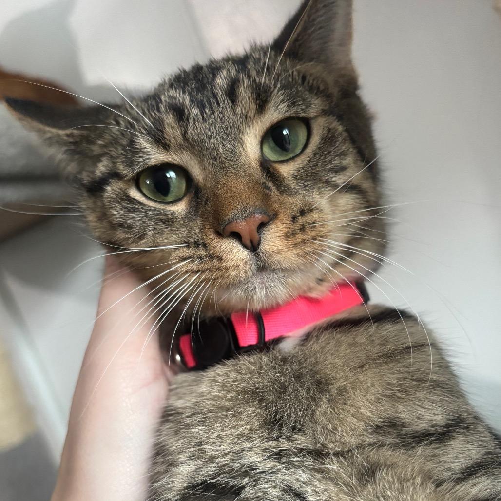 Enlarge Guinevere 82C25, a Adoptable mixed breed in Napoleon, OH image 2/5