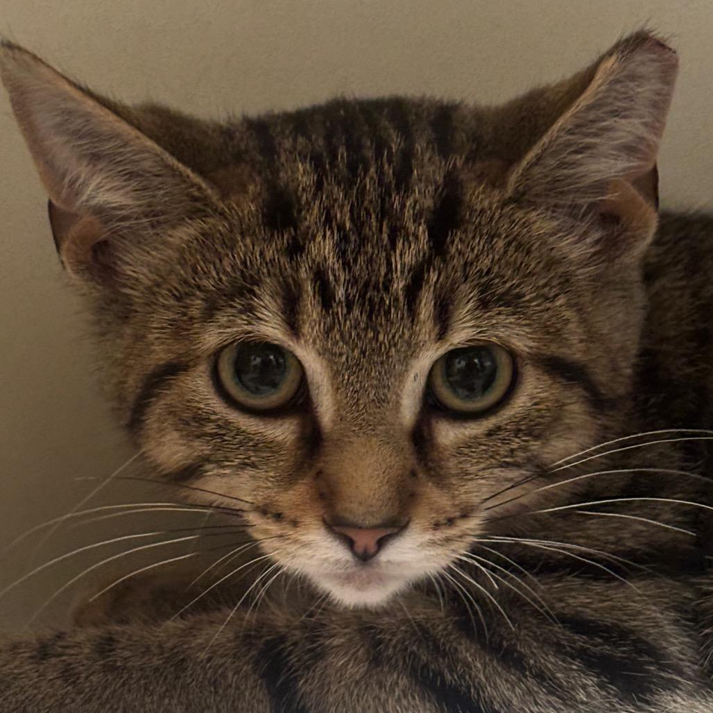 Enlarge Guinevere 82C25, a Adoptable mixed breed in Napoleon, OH image 3/5