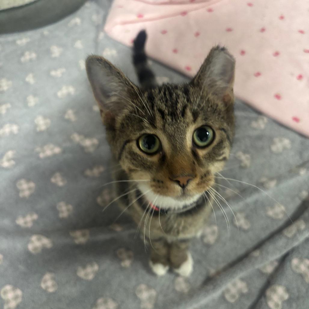 Enlarge Guinevere 82C25, a Adoptable mixed breed in Napoleon, OH image 5/5