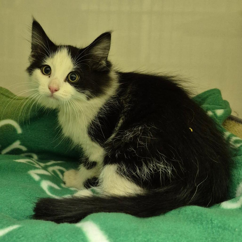 Buttercup, Adoptable, Kitten Female Domestic Medium Hair & Domestic Short Hair.