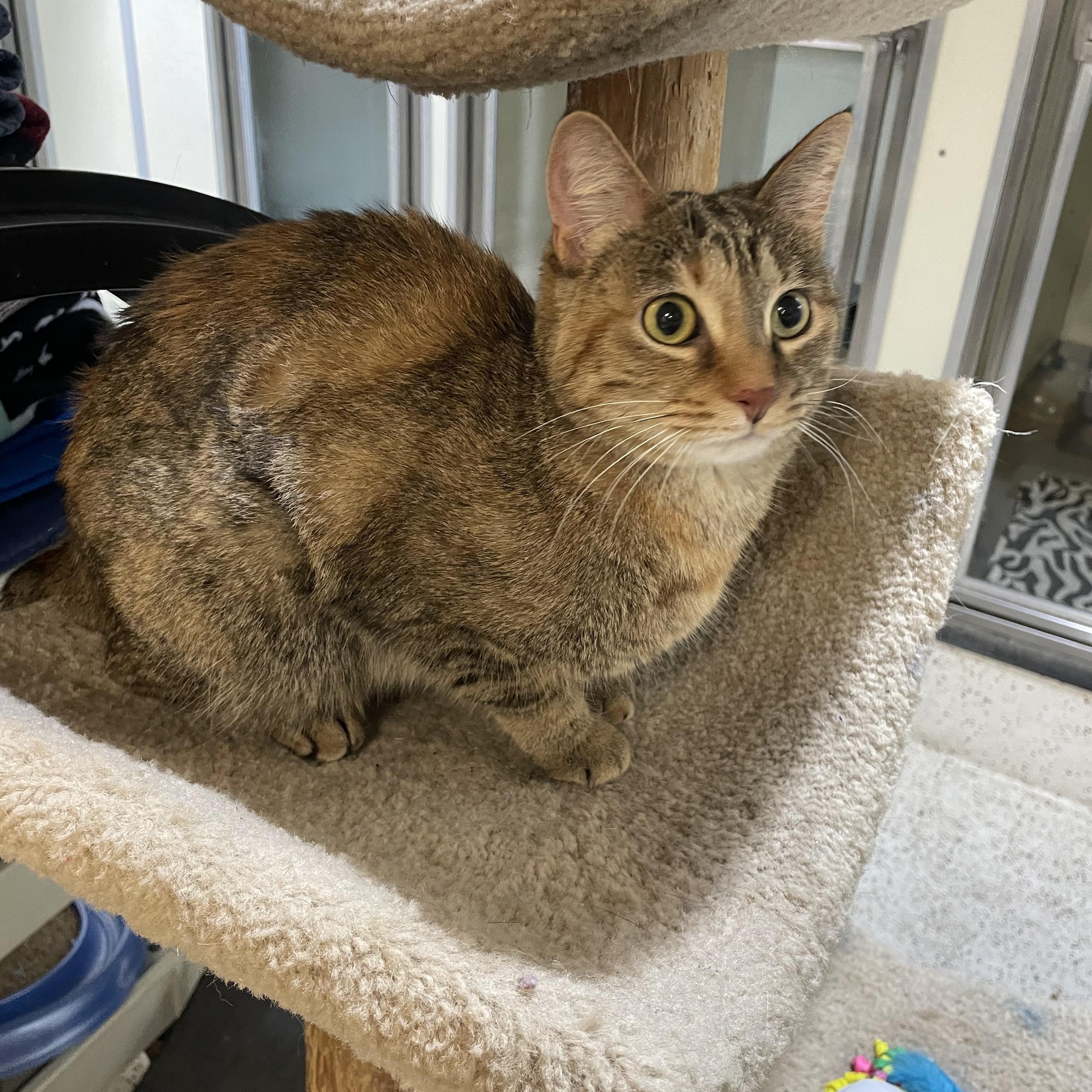 Enlarge Peaches, a Adoptable Domestic Short Hair in Walker, MI image 1/4