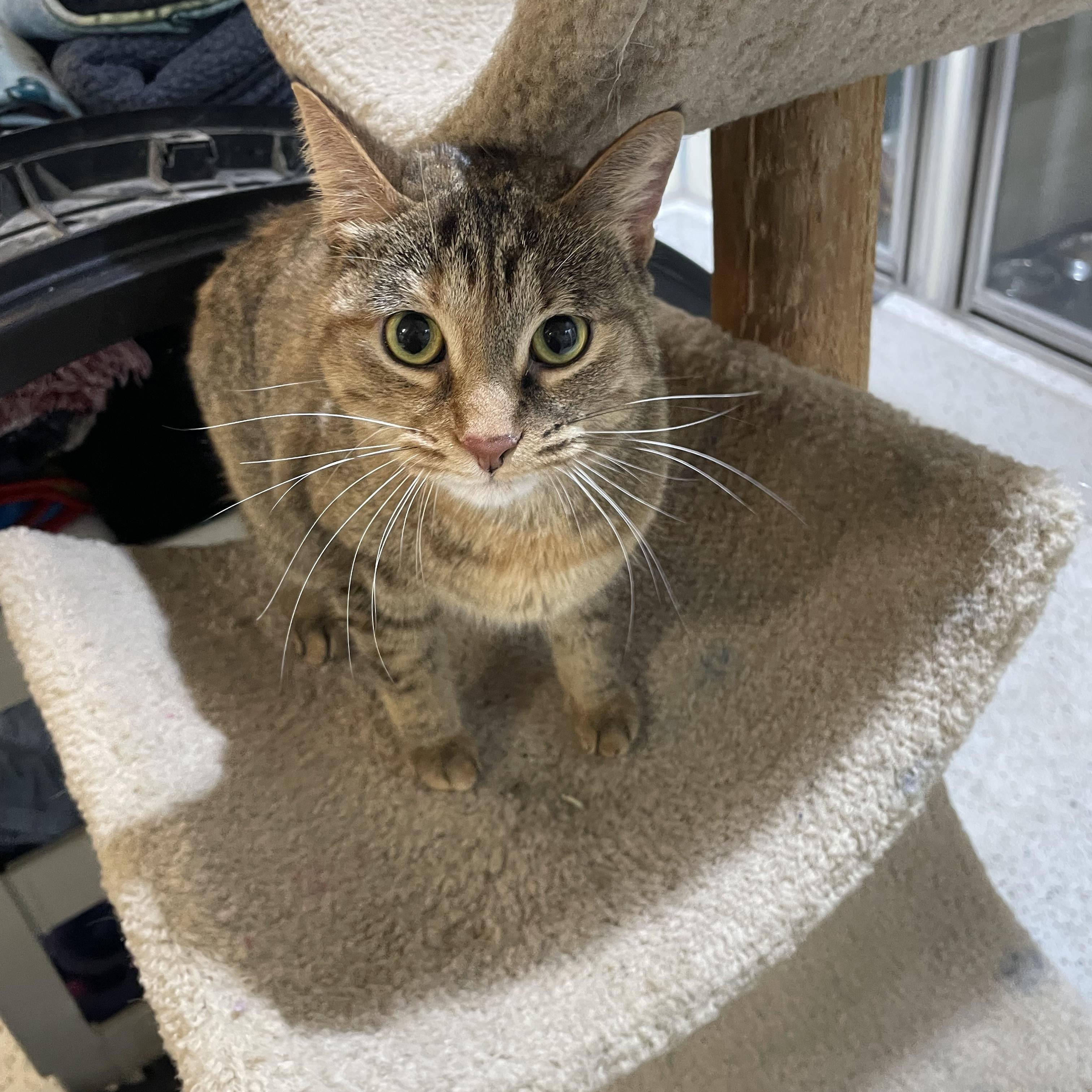 Enlarge Peaches, a Adoptable Domestic Short Hair in Walker, MI image 2/4