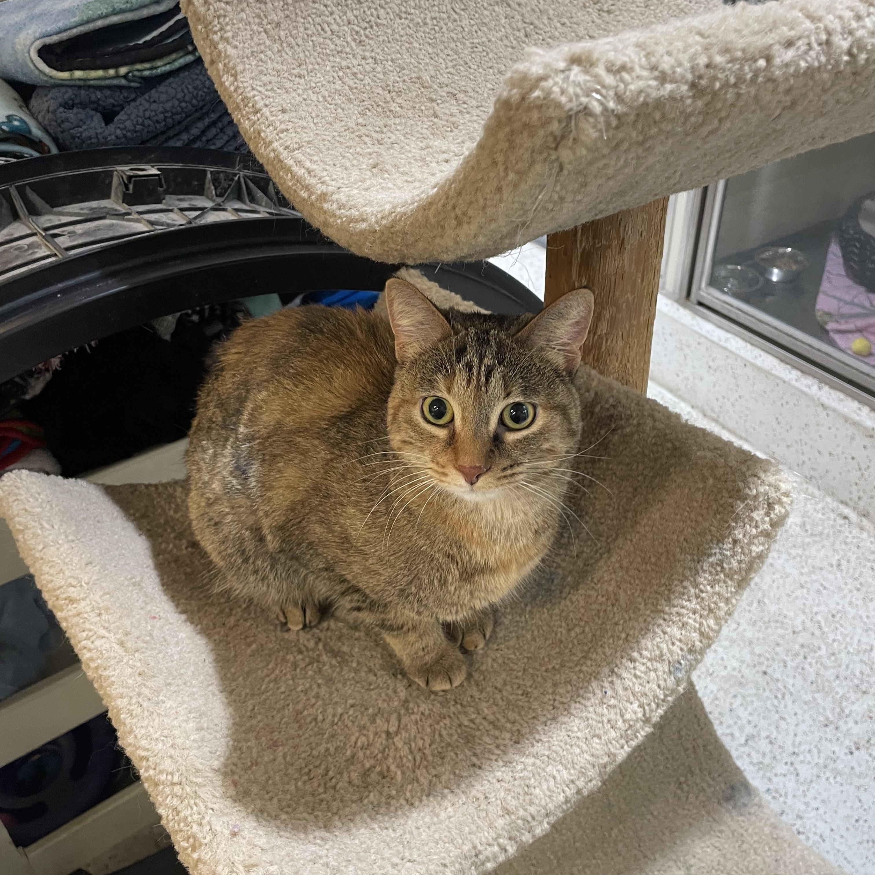 Enlarge Peaches, a Adoptable Domestic Short Hair in Walker, MI image 3/4