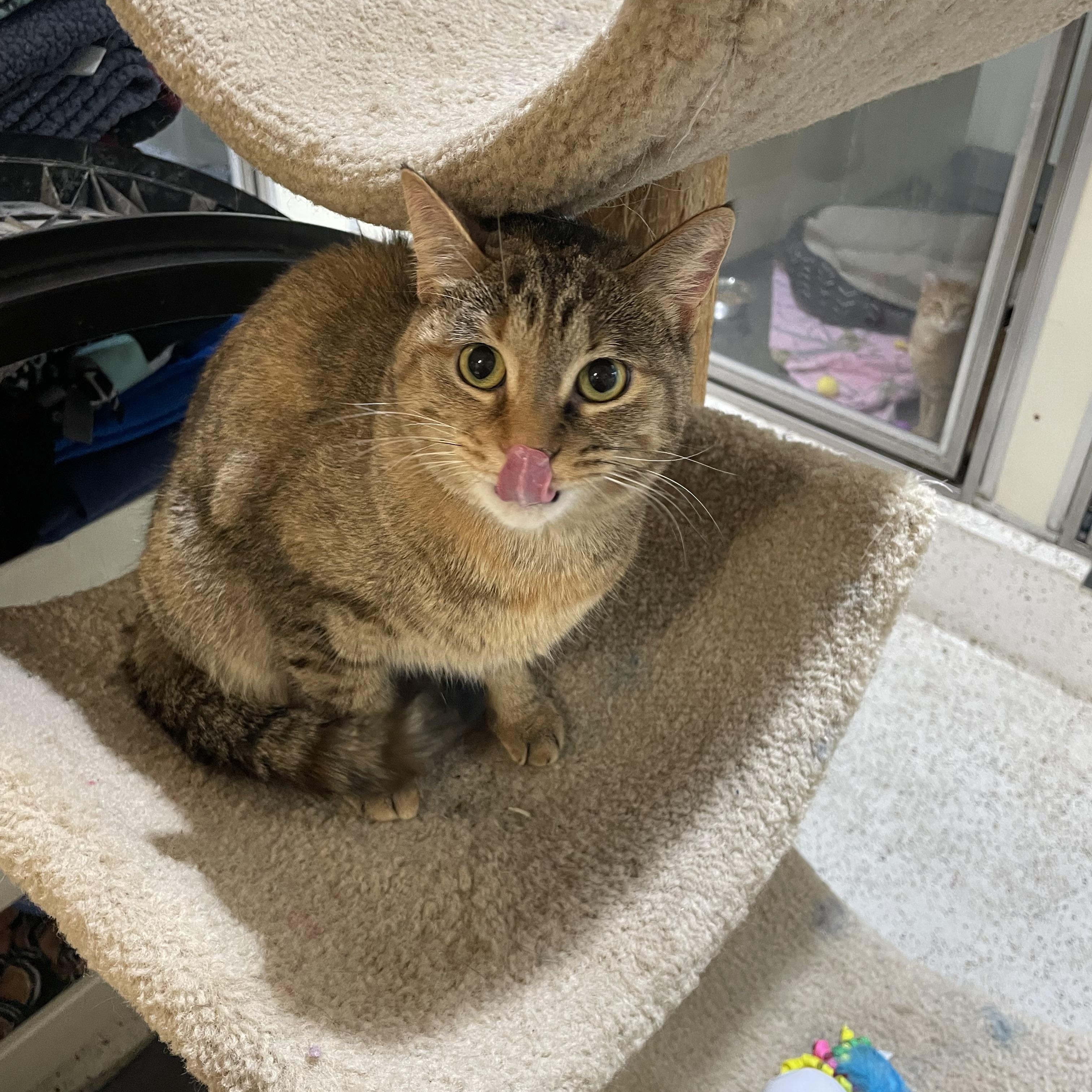 Enlarge Peaches, a Adoptable Domestic Short Hair in Walker, MI image 4/4