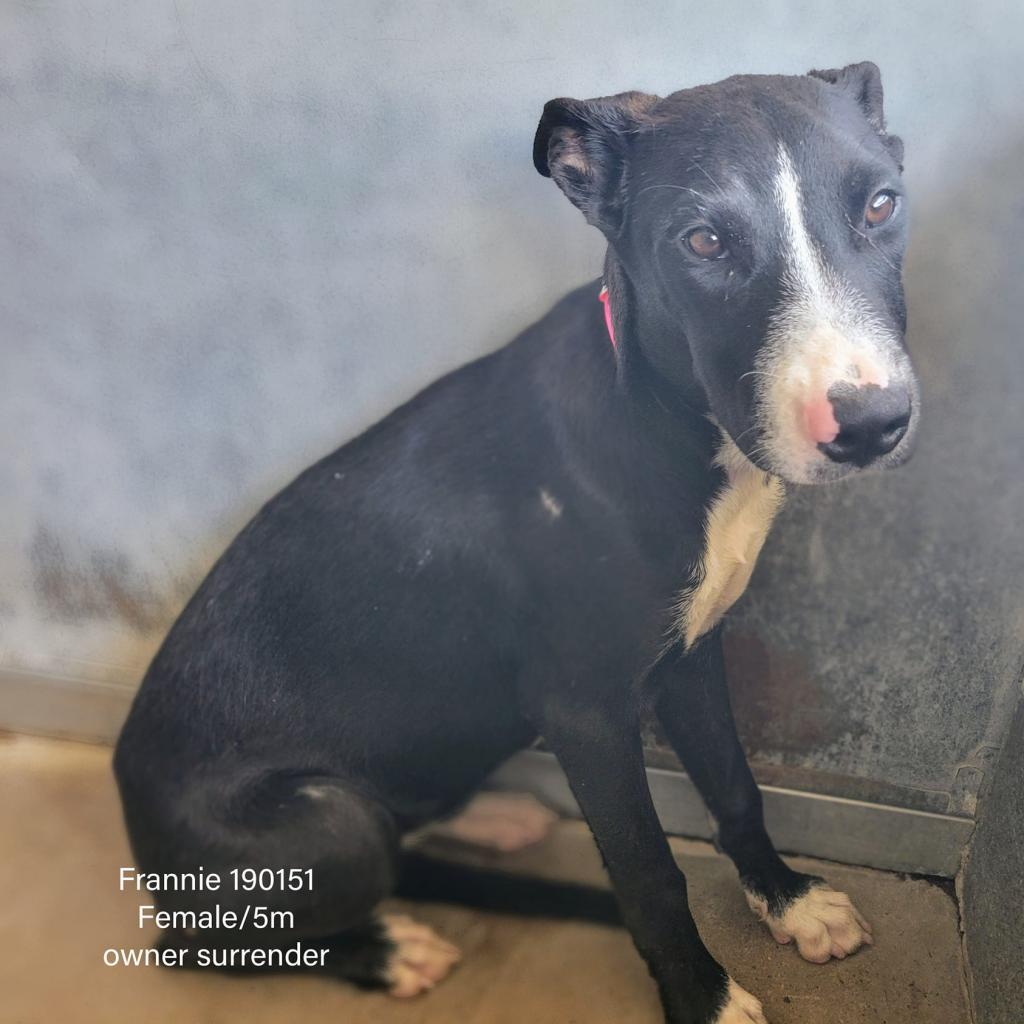 Enlarge Frannie, a Adoptable mixed breed in Edinburg, TX image 1/3