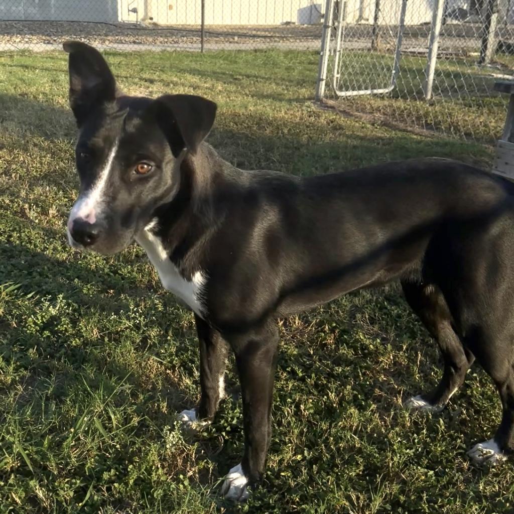 Enlarge Frannie, a Adoptable mixed breed in Edinburg, TX image 2/3