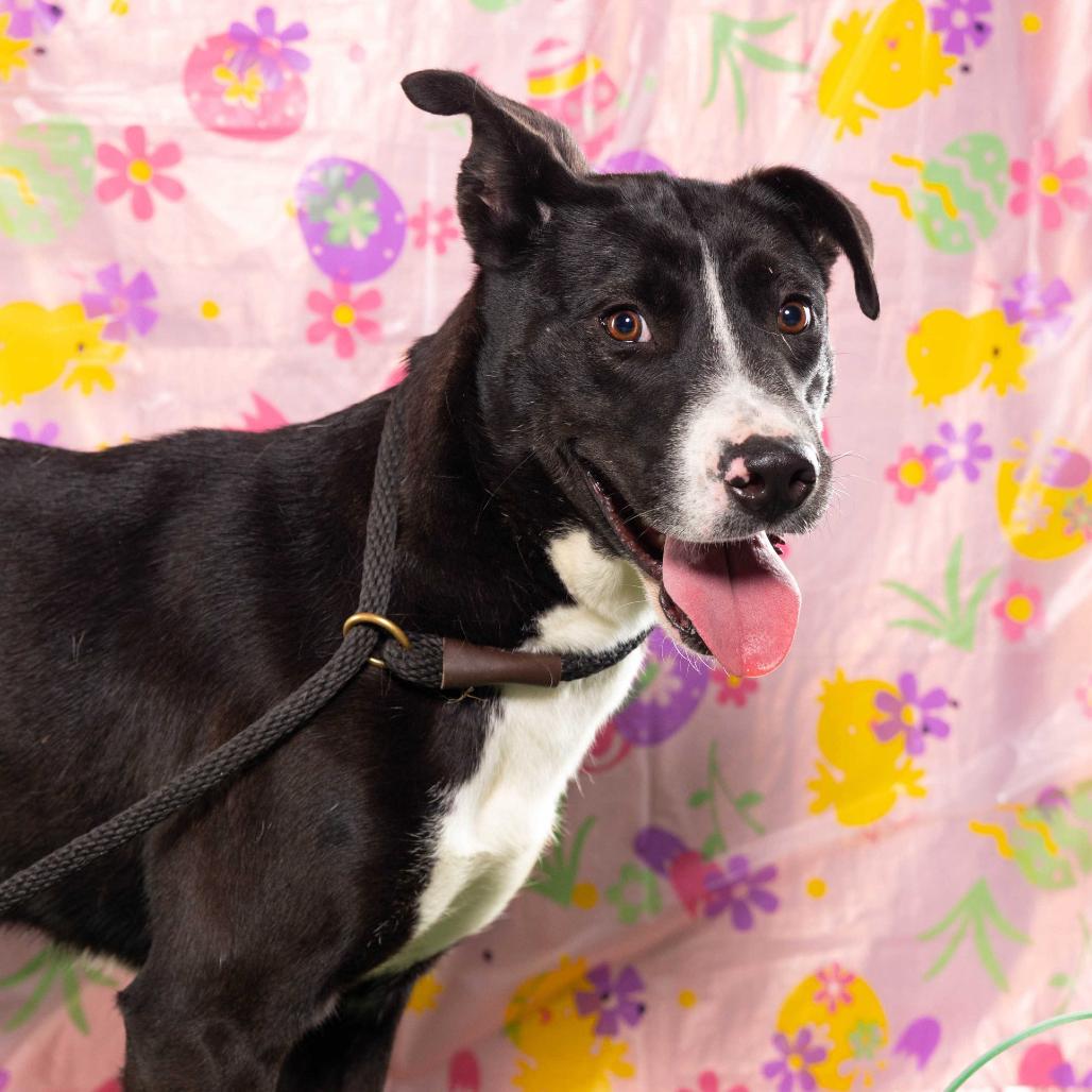 Enlarge Frannie, a Adoptable mixed breed in Edinburg, TX image 3/6