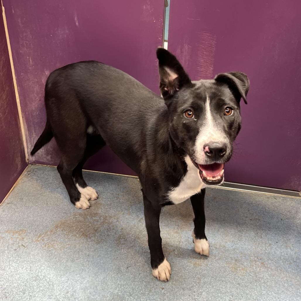 Enlarge Frannie, a Adoptable mixed breed in Edinburg, TX image 4/6