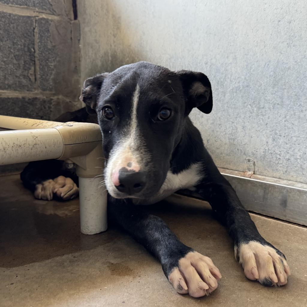 Enlarge Frannie, a Adoptable mixed breed in Edinburg, TX image 3/3