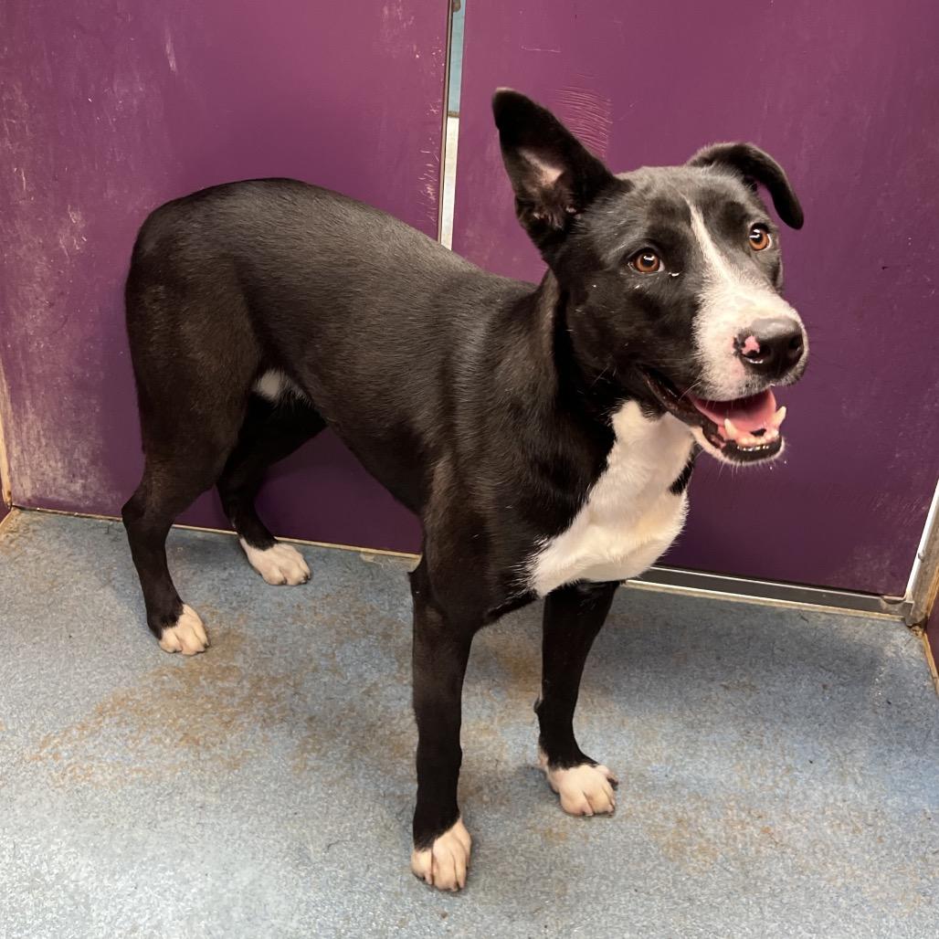 Enlarge Frannie, a Adoptable mixed breed in Edinburg, TX image 6/6