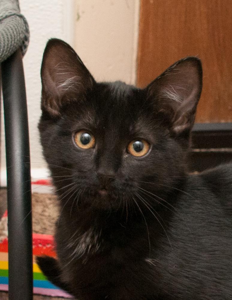 Sabrina (gets adopted with Ash), Baby Female unknown