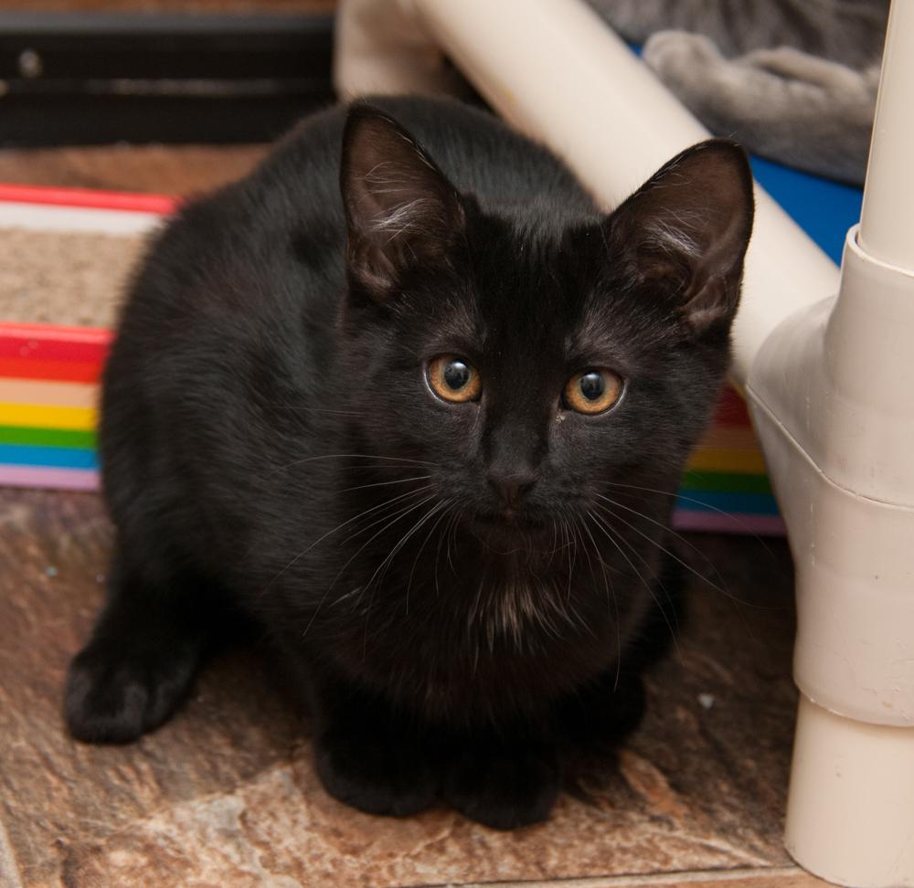 Sabrina (gets adopted with Ash) photo 2