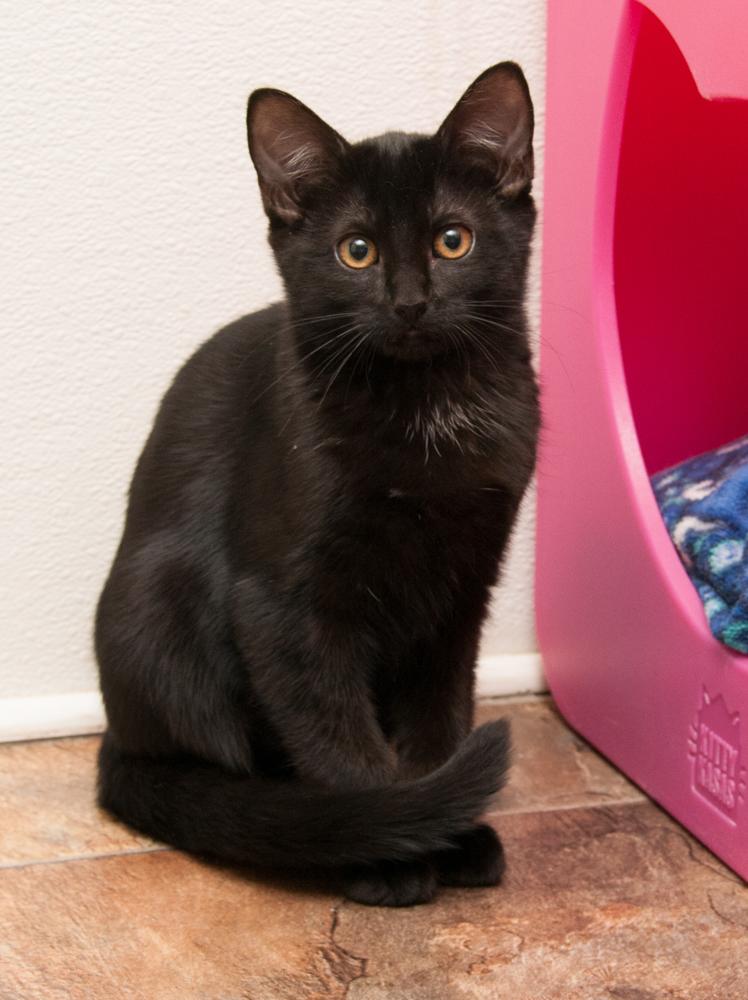 Sabrina (gets adopted with Ash) photo 3