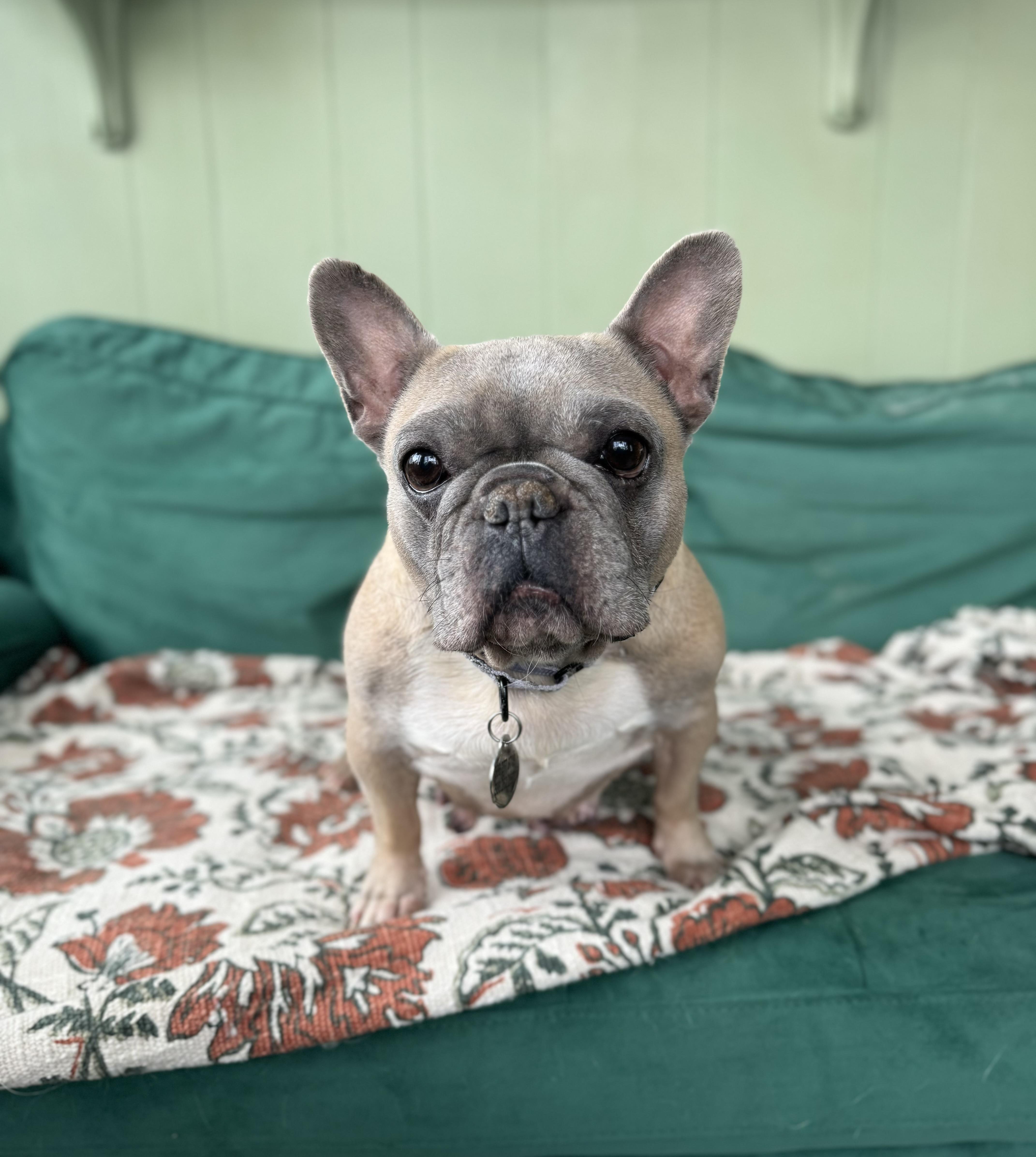 Patsy - Adopted | Petfinder