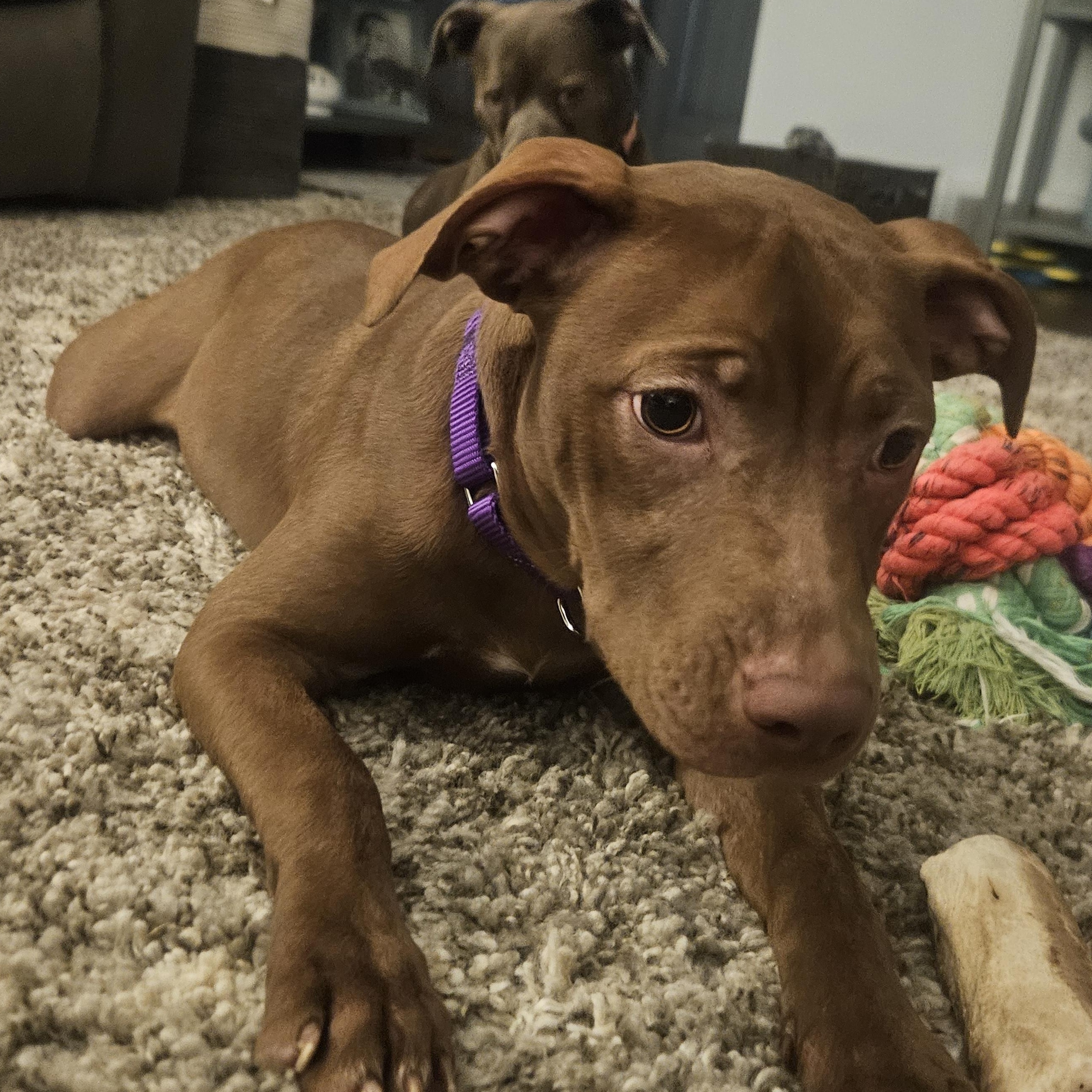 Jinx, ADOPTABLE, Young Female Pit Bull Terrier & American Staffordshire Terrier.