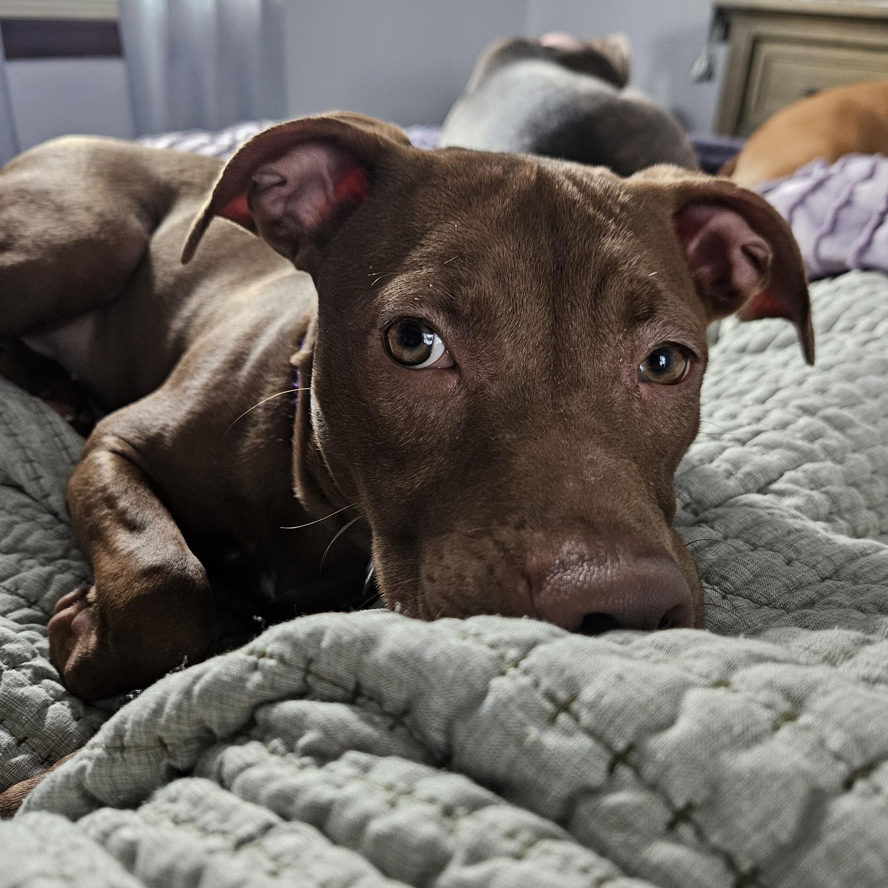 Enlarge Jinx, a ADOPTABLE mixed breed in Warrenville, IL image 2/5