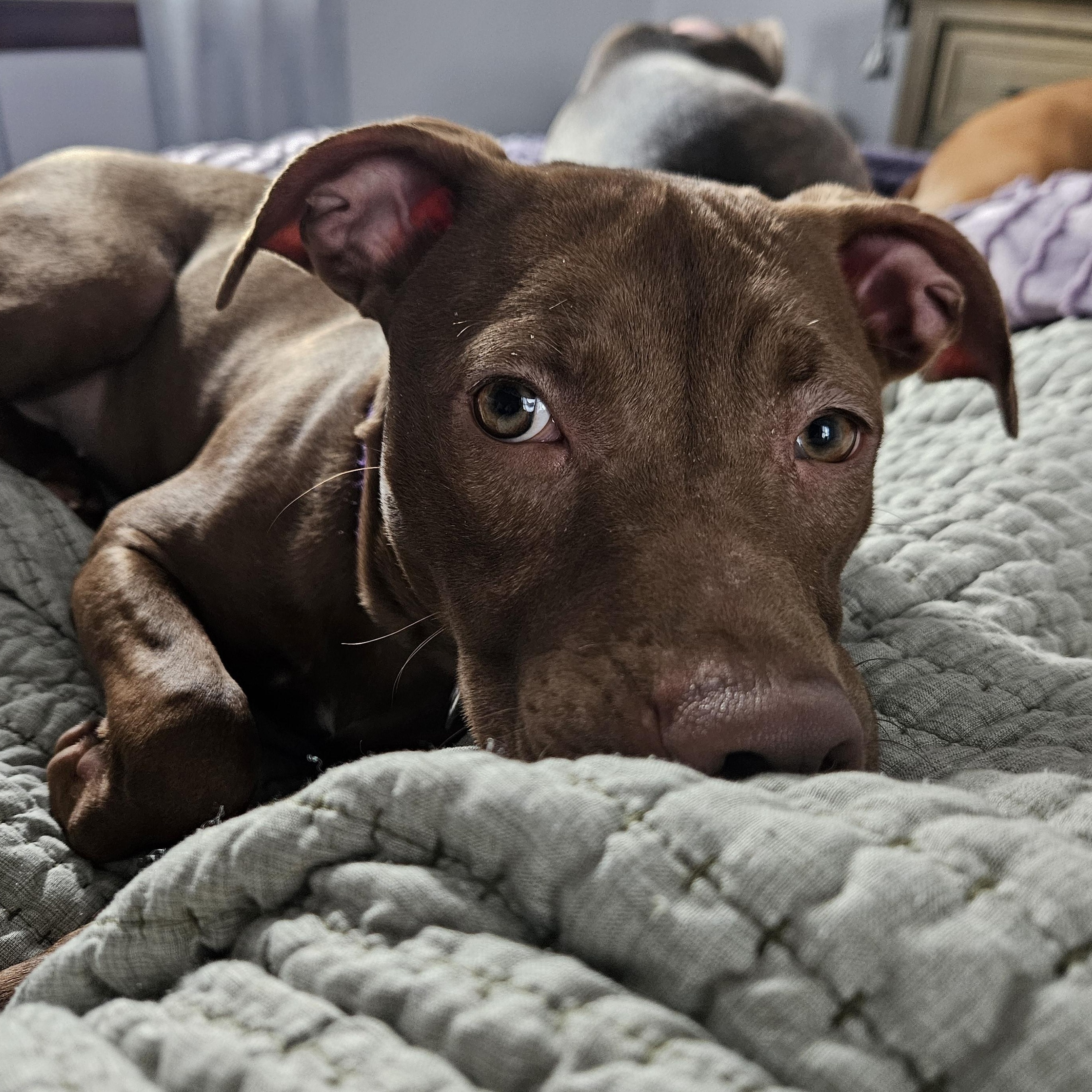 Enlarge Jinx, a ADOPTABLE mixed breed in Warrenville, IL image 4/5