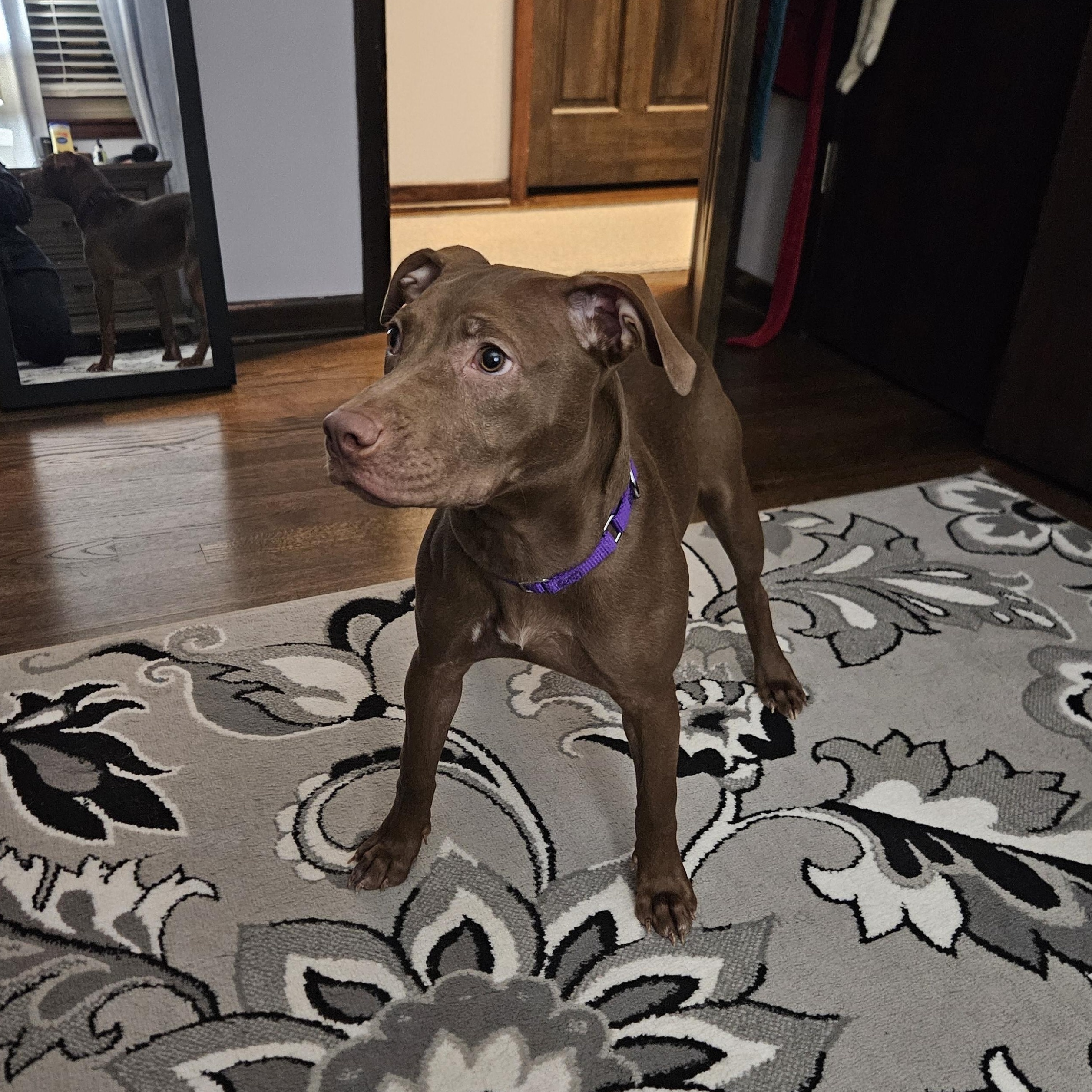 Enlarge Jinx, a ADOPTABLE mixed breed in Warrenville, IL image 5/5