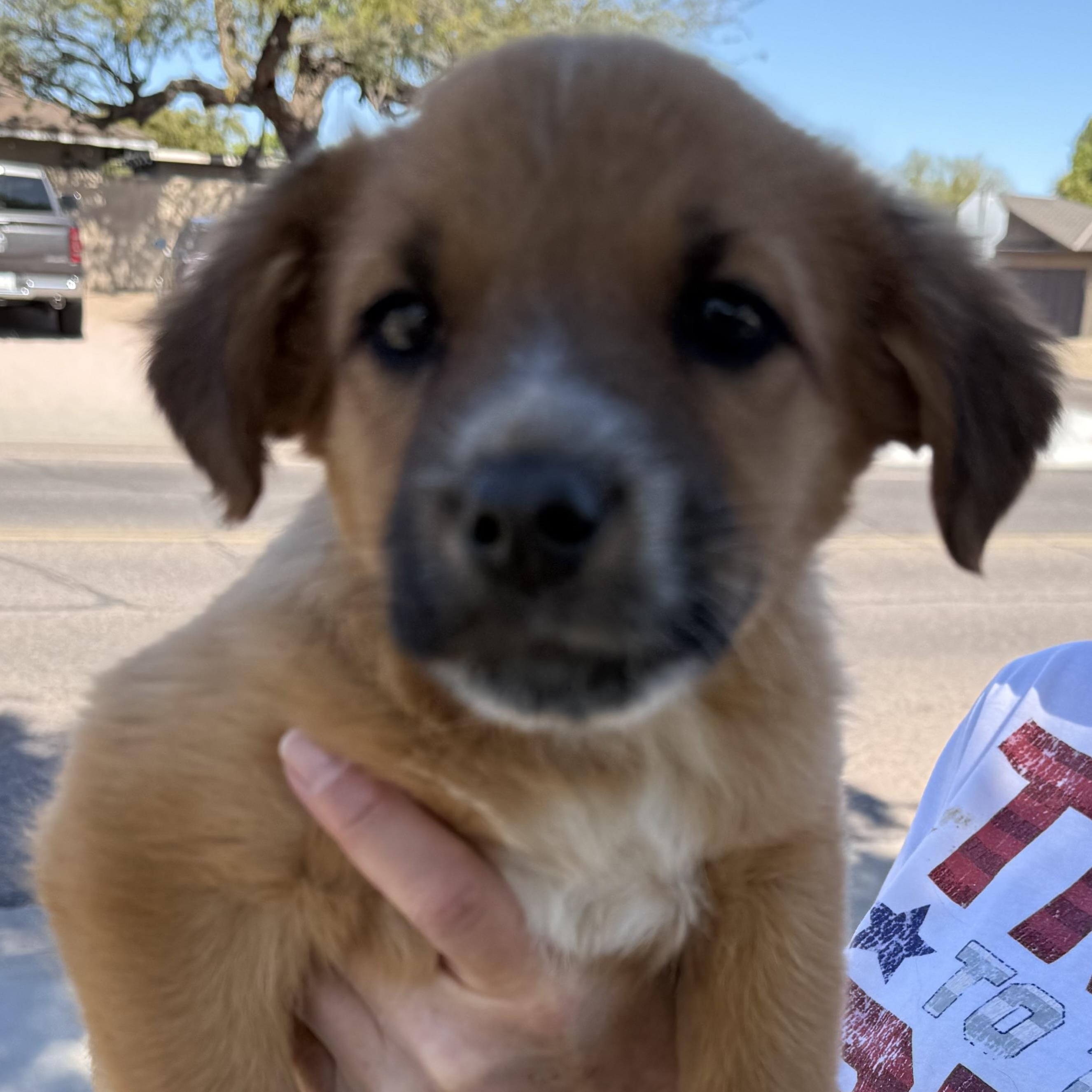 Enlarge Penelope, a ADOPTABLE mixed breed in Scottsdale, AZ image 1/4
