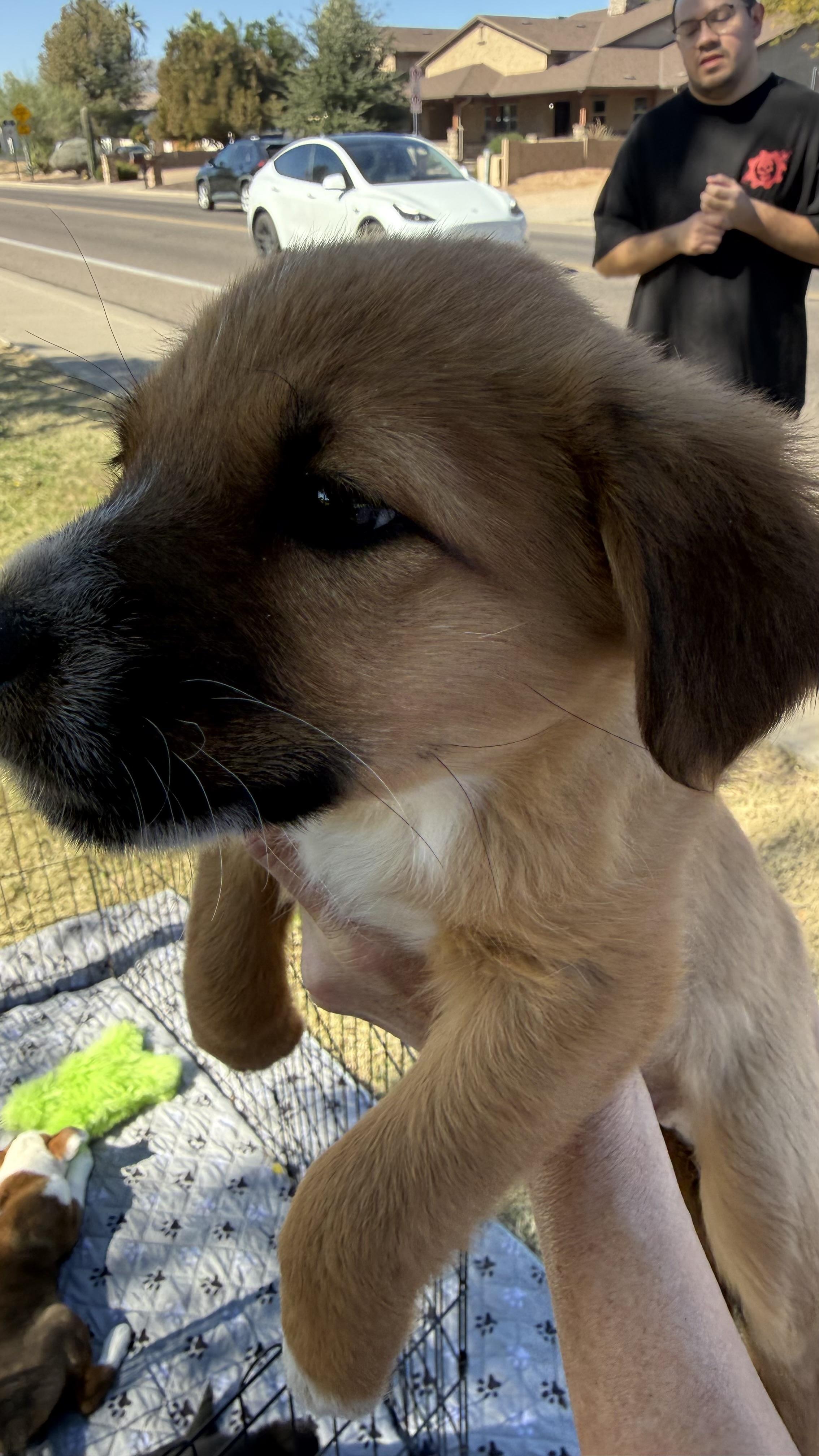 Enlarge Penelope, a ADOPTABLE mixed breed in Scottsdale, AZ image 2/4