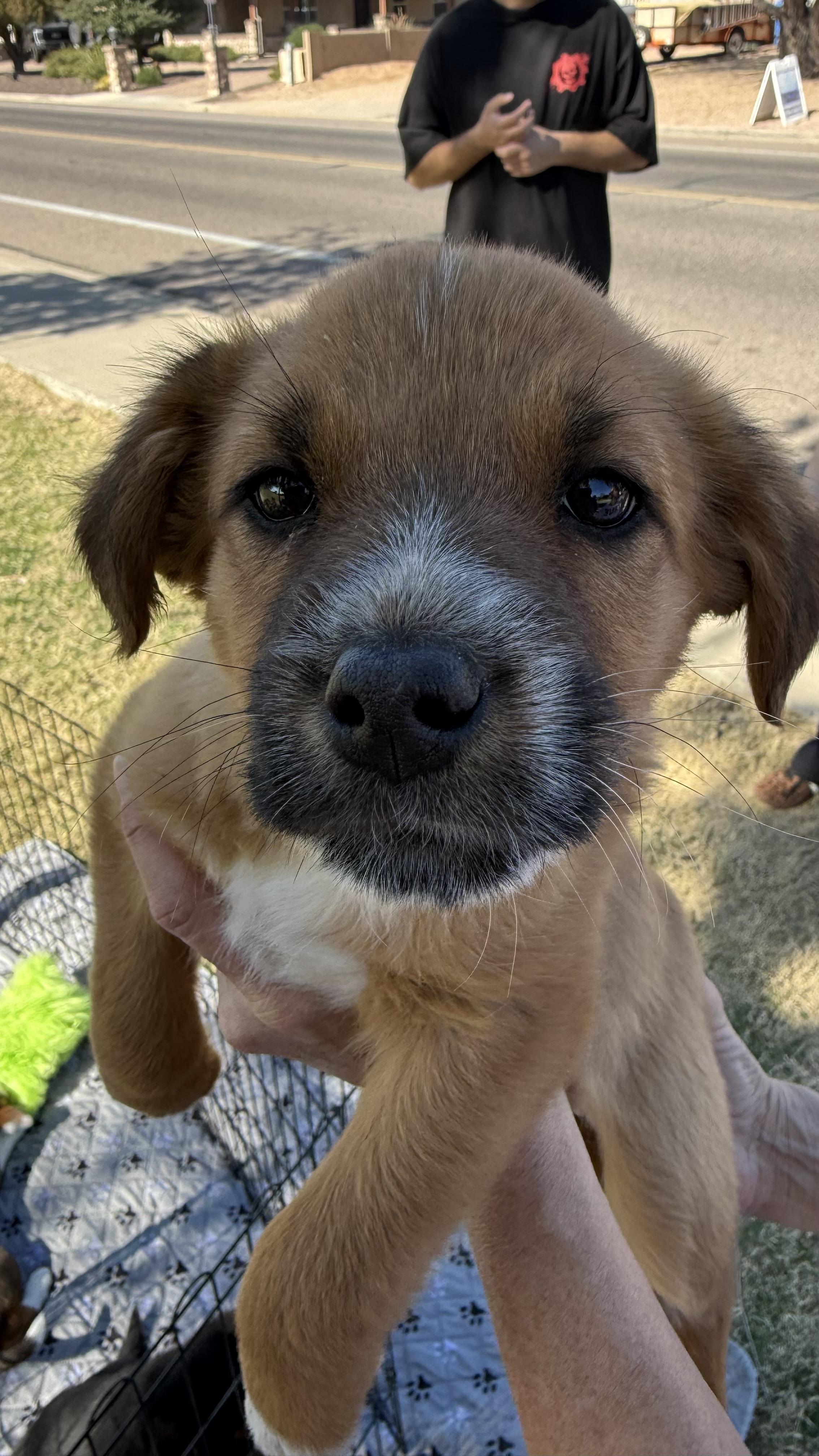 Enlarge Penelope, a ADOPTABLE mixed breed in Scottsdale, AZ image 3/4