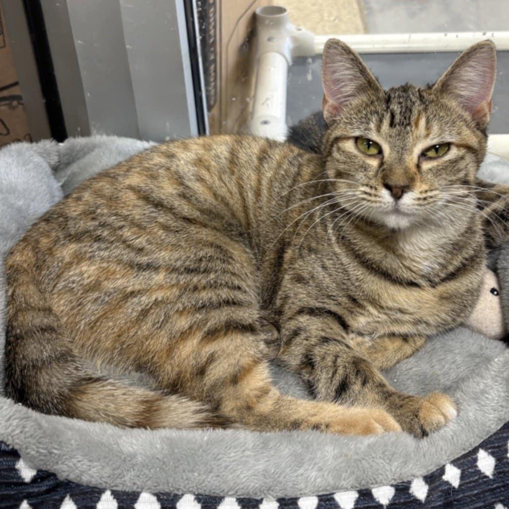 Ruby, ADOPTABLE, Young Female Domestic Short Hair.