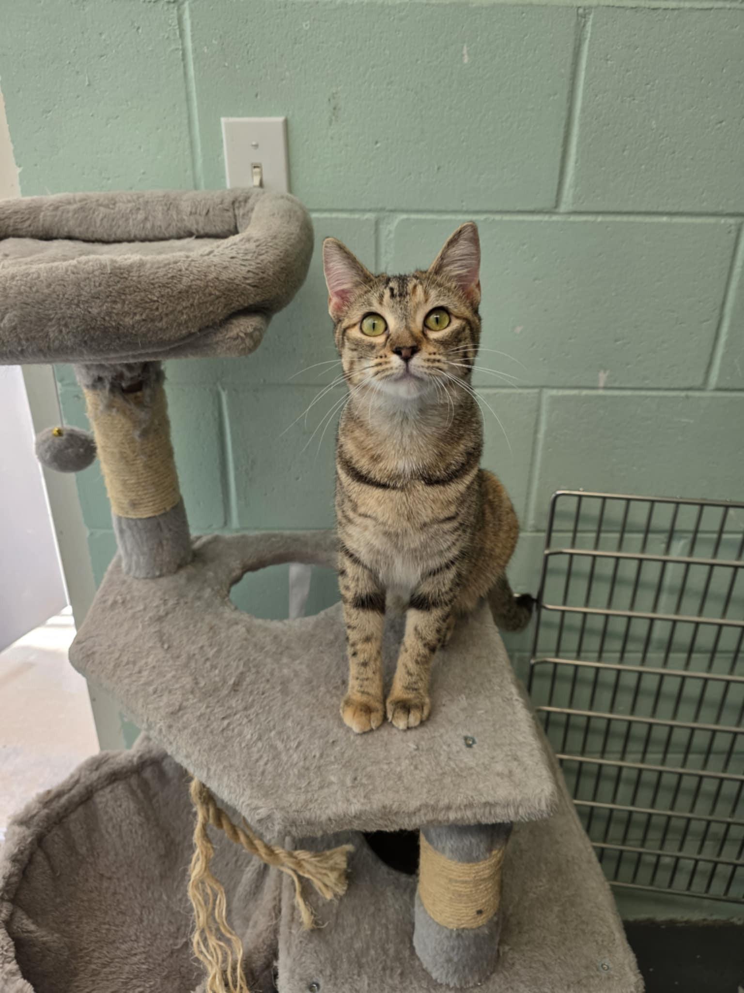 Enlarge Ruby, an adopted Domestic Short Hair in Umatilla, FL image 3/3